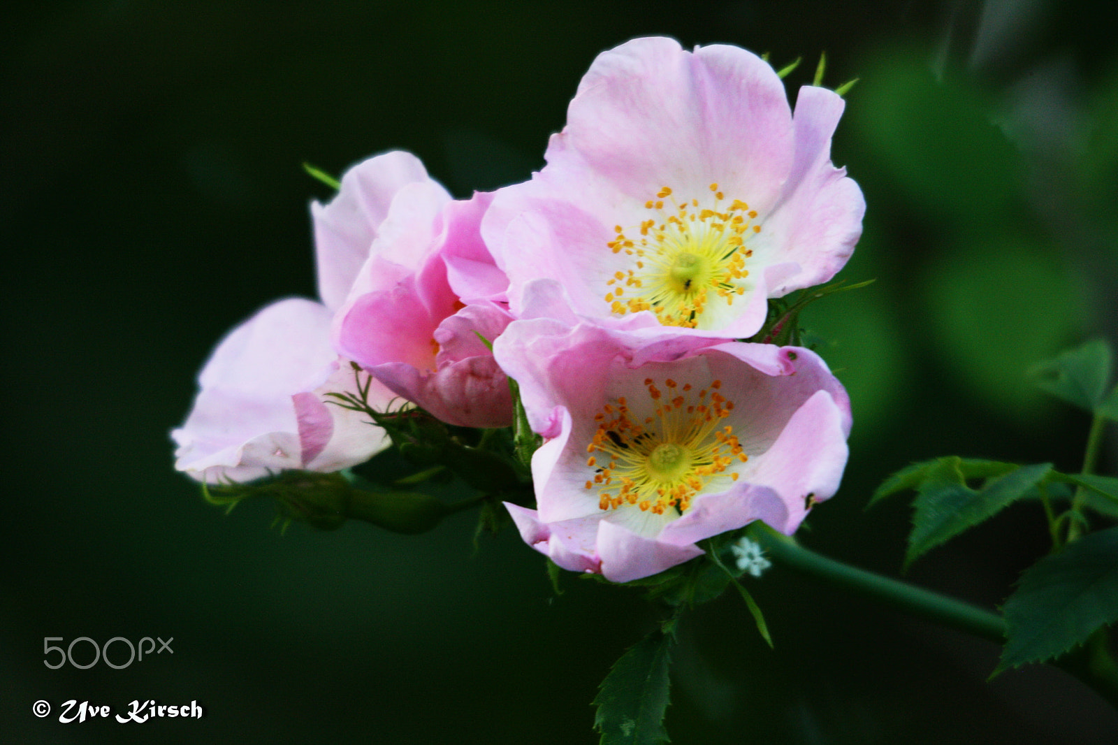 Sigma 150-500mm F5-6.3 DG OS HSM sample photo. Rosa canina (dog-rose) photography
