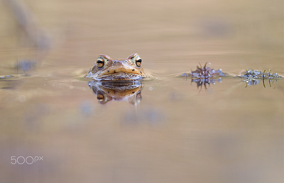 Sigma APO Macro 150mm f/2.8 EX DG HSM sample photo. Bufo photography