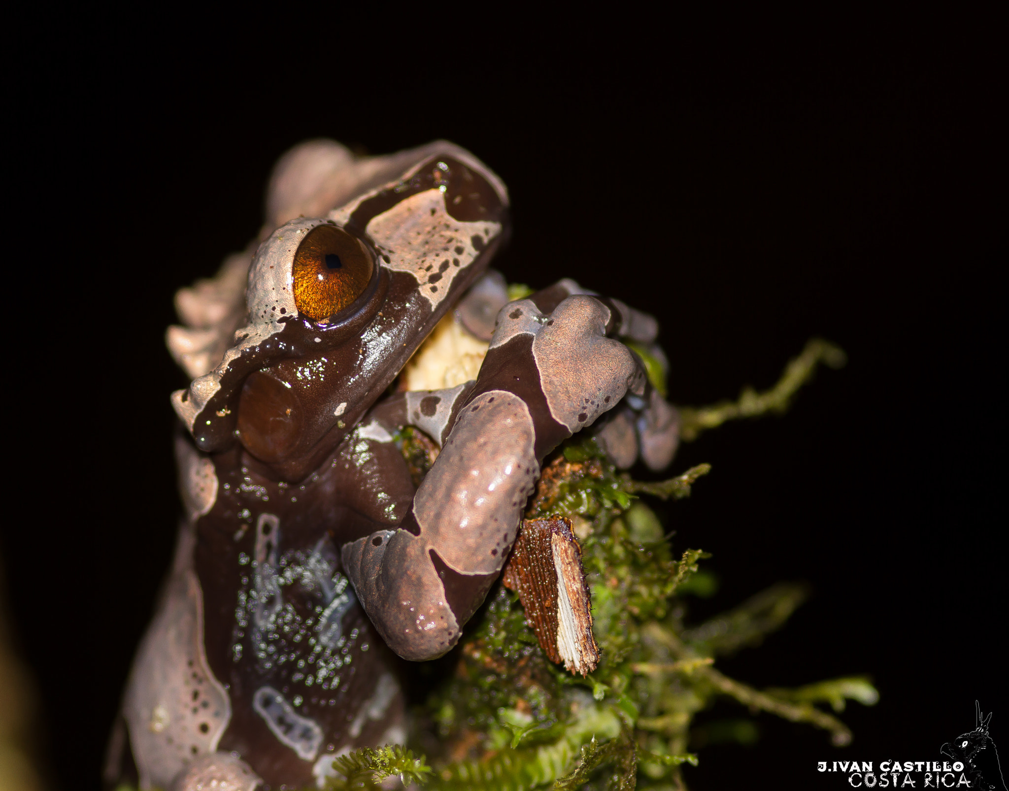 Canon EOS 7D + Sigma 105mm F2.8 EX DG Macro sample photo. Anotheca spinosa--spiny-headed tree frog photography