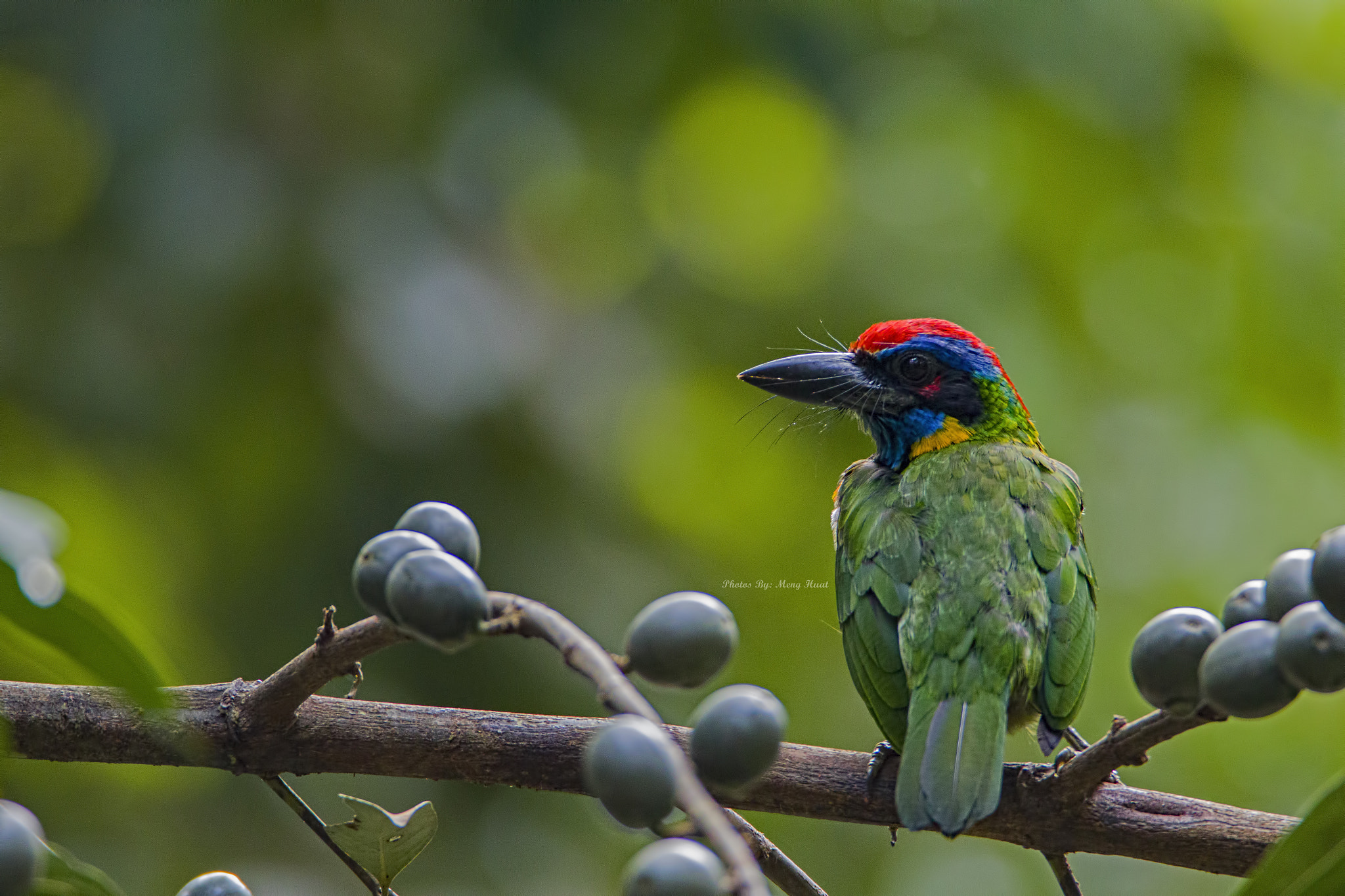 Canon EF 600mm F4L IS USM sample photo. Red-crowned barbet photography