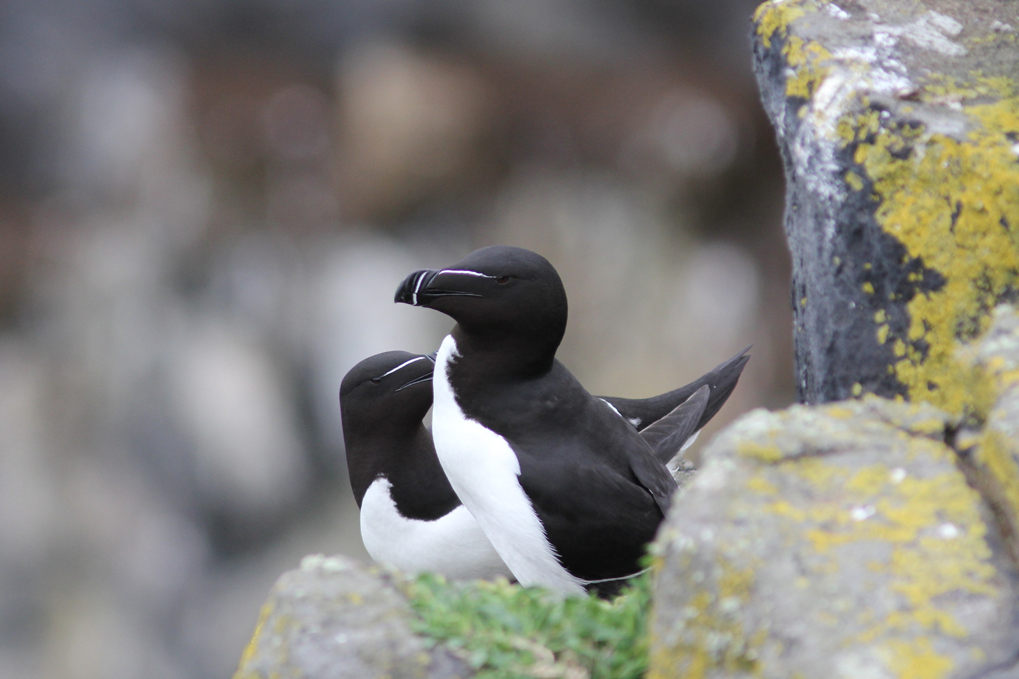 Canon EF 300mm F4L IS USM sample photo. Razorbill photography