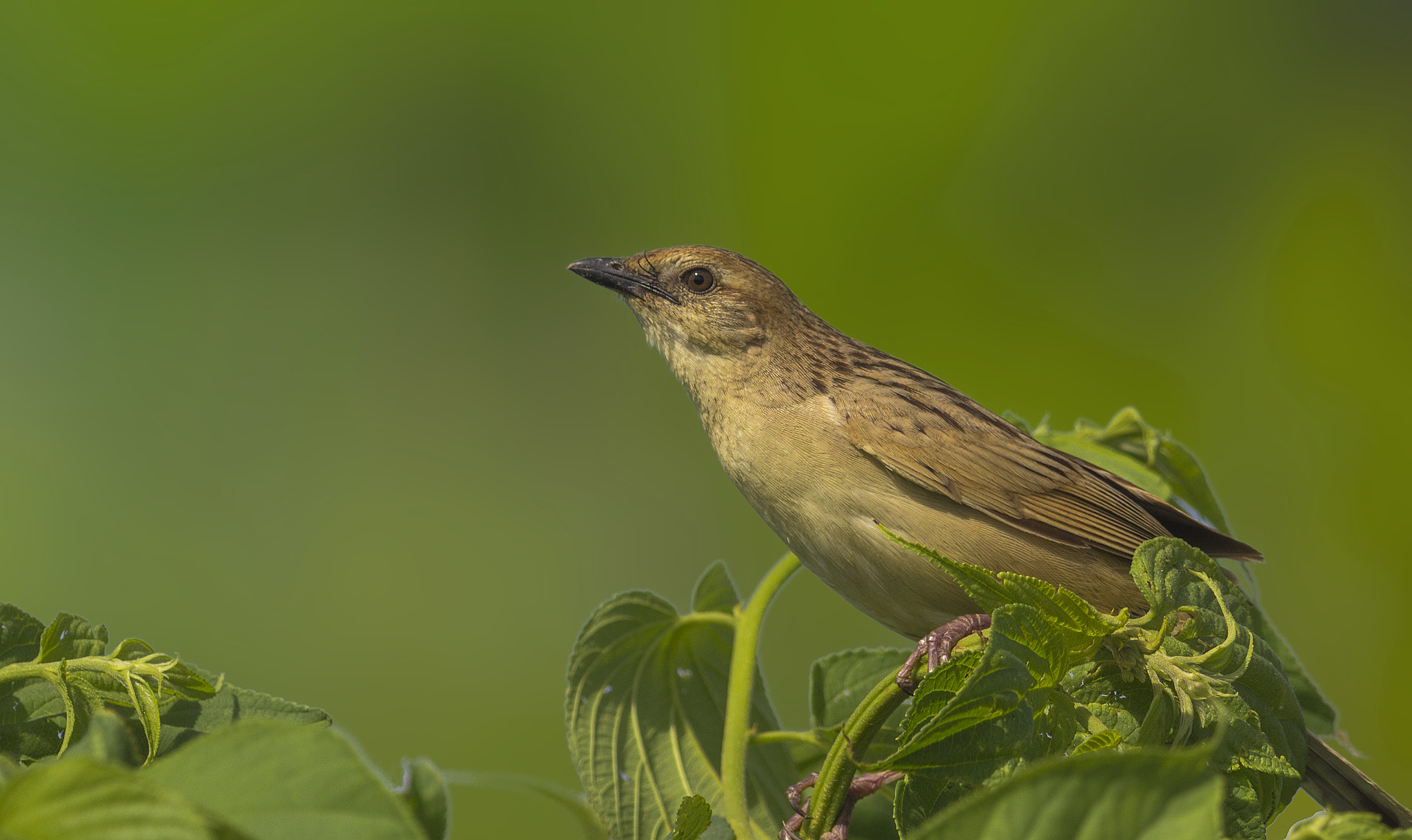 Canon EOS 60D + Canon EF 400mm F5.6L USM sample photo. Bristled grassbird photography