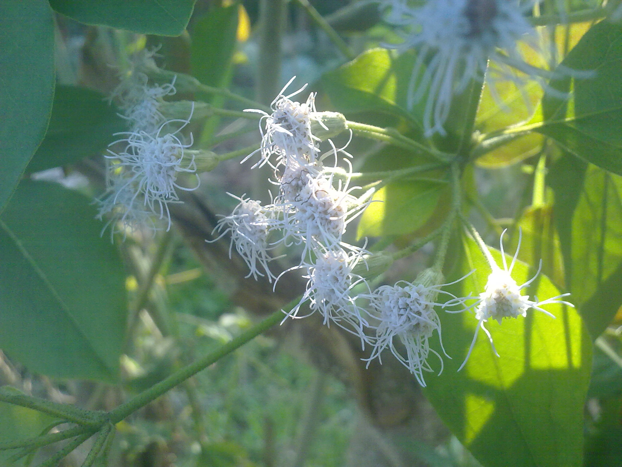 Nokia 5800 Xpres sample photo. Flowers and fruits in my pasture photography