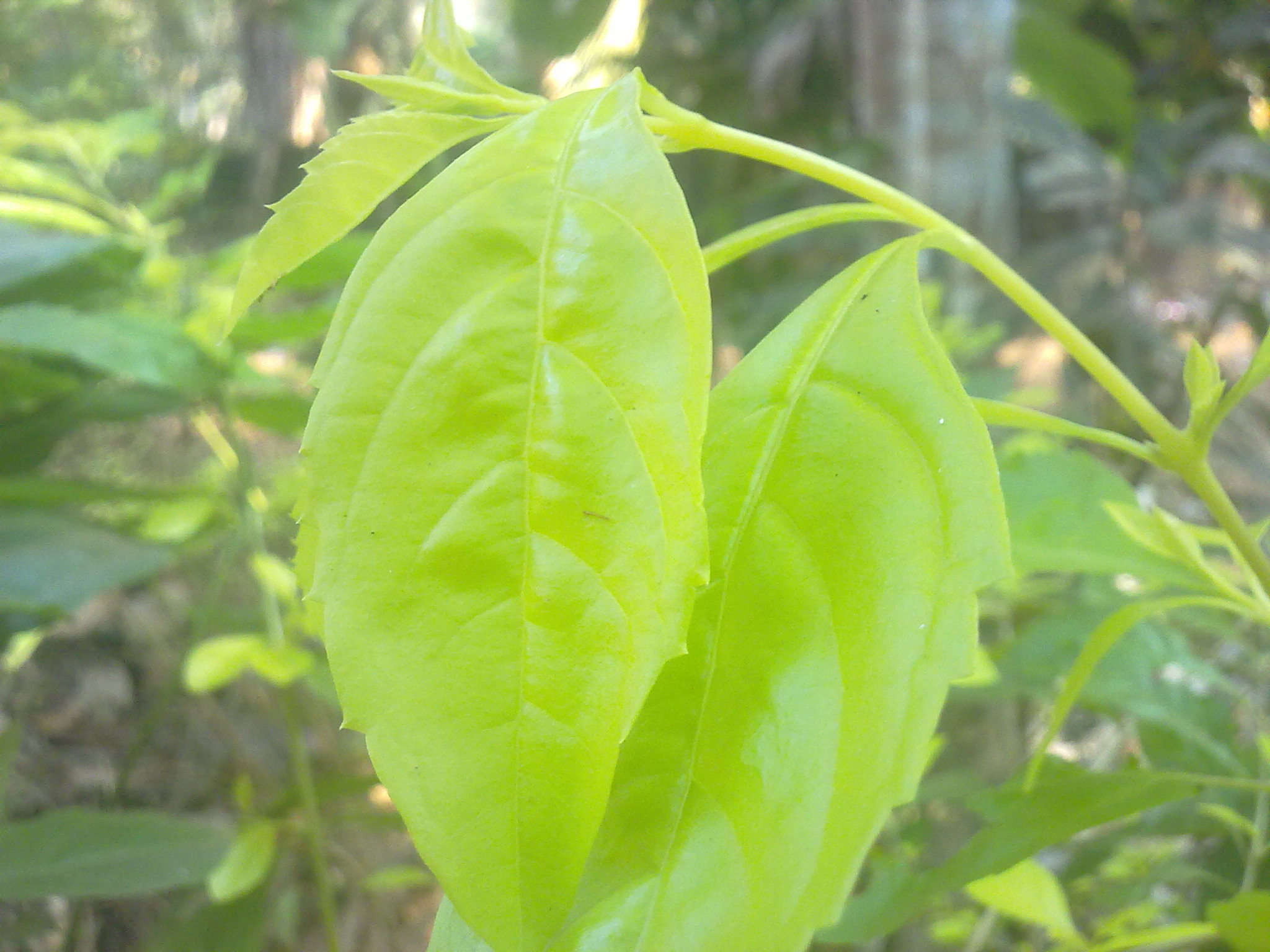 Nokia 5800 Xpres sample photo. Flowers and fruits in my pasture photography