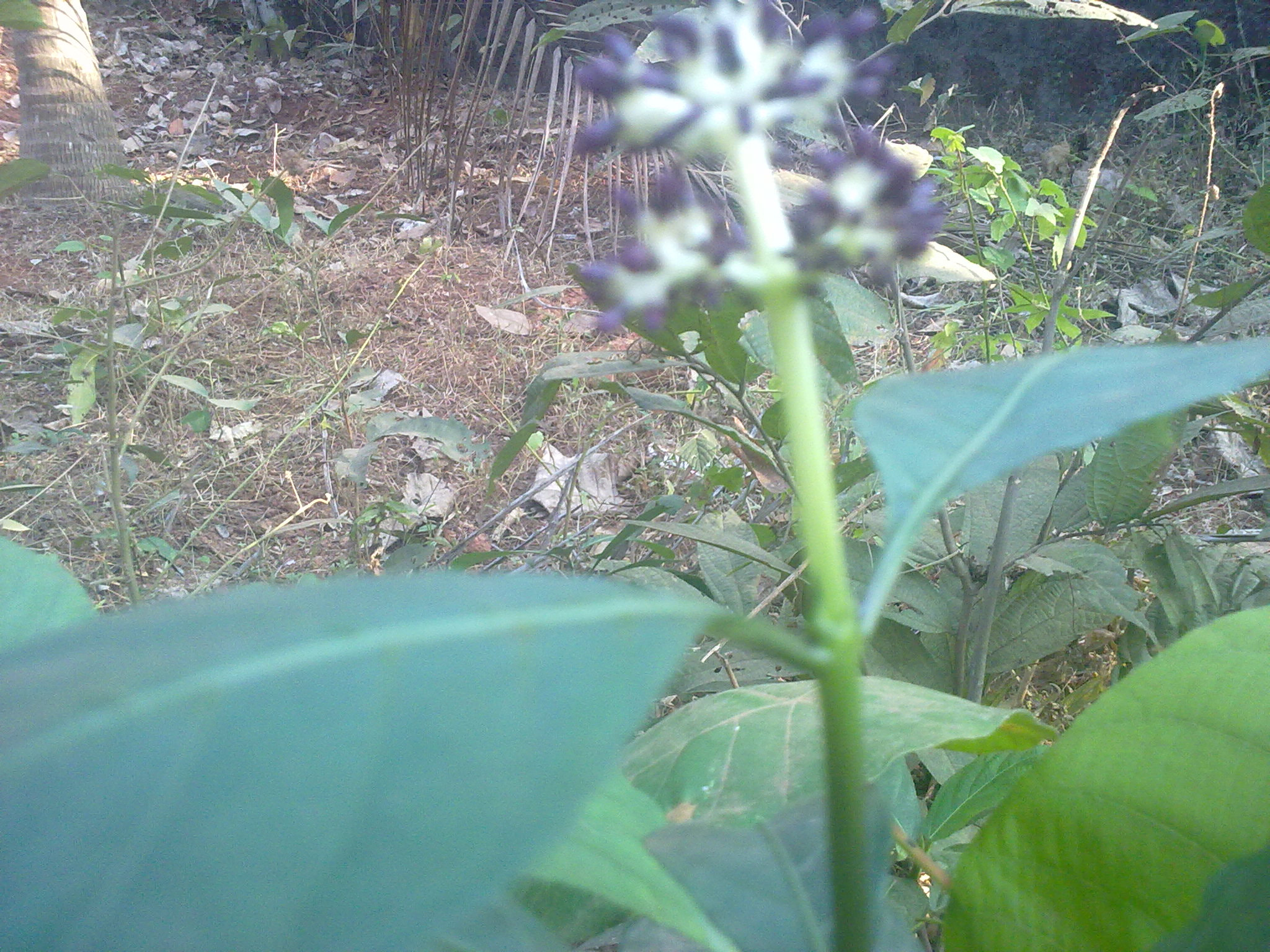 Nokia 5800 Xpres sample photo. Flowers and fruits in my pasture photography