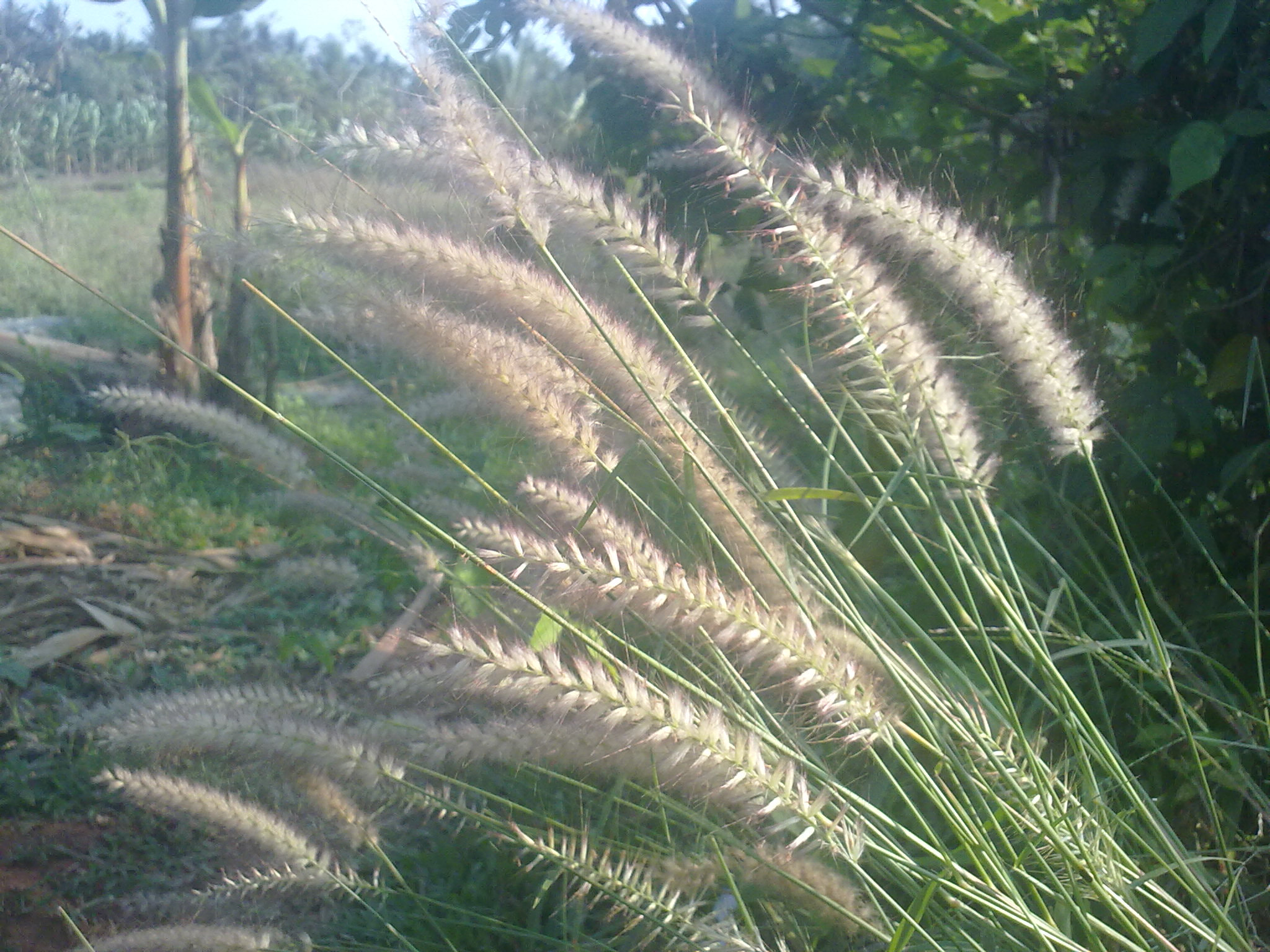 Nokia 5800 Xpres sample photo. Flowers and fruits in my pasture photography