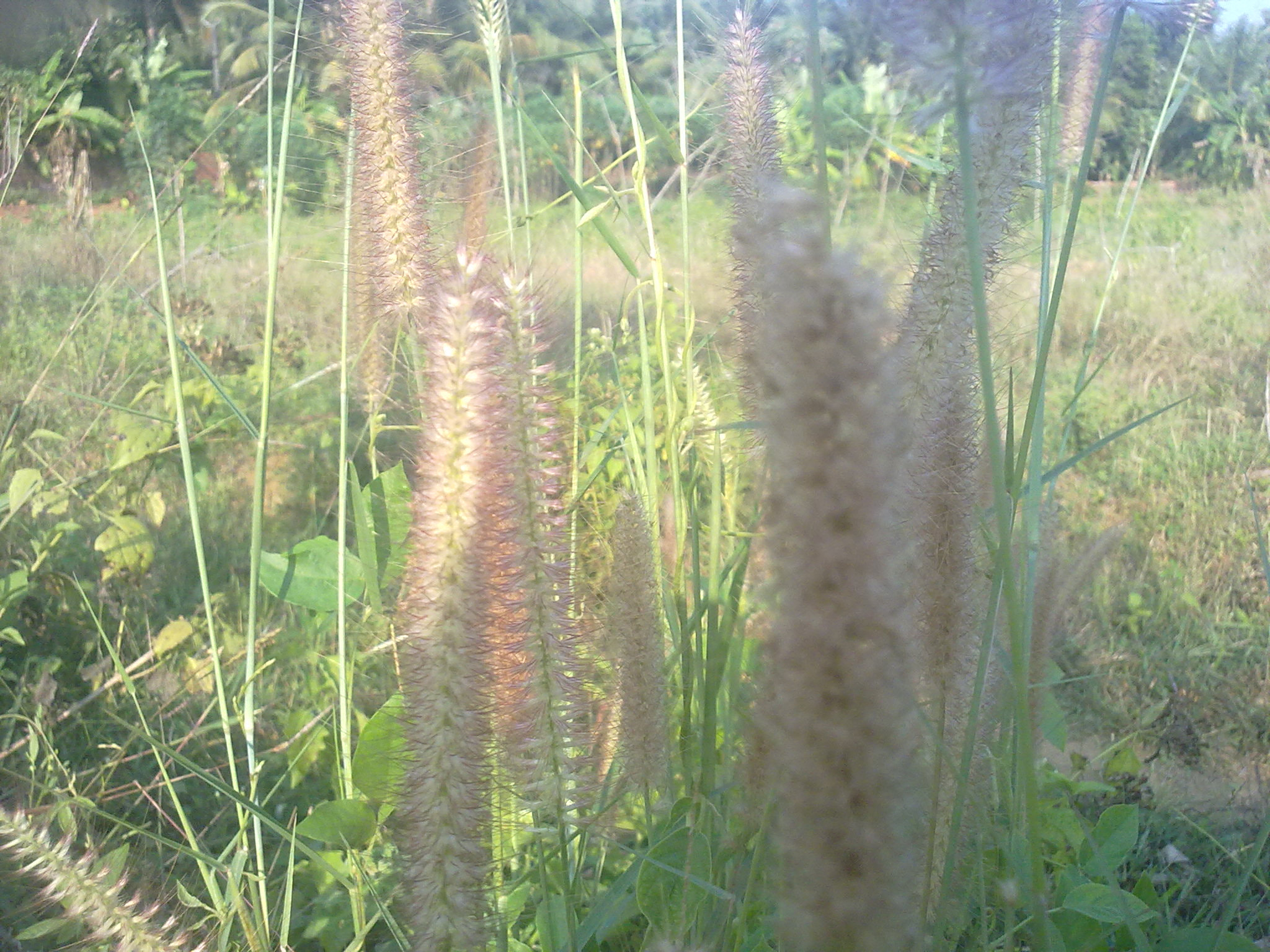 Nokia 5800 Xpres sample photo. Flowers and fruits in my pasture photography