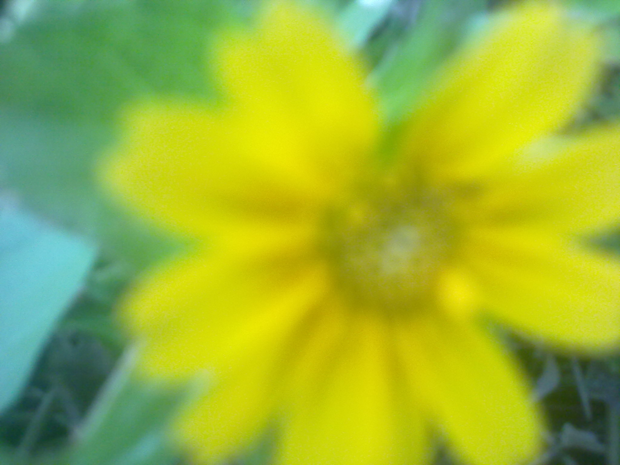 Nokia 5800 Xpres sample photo. Flowers and fruits in my pasture photography