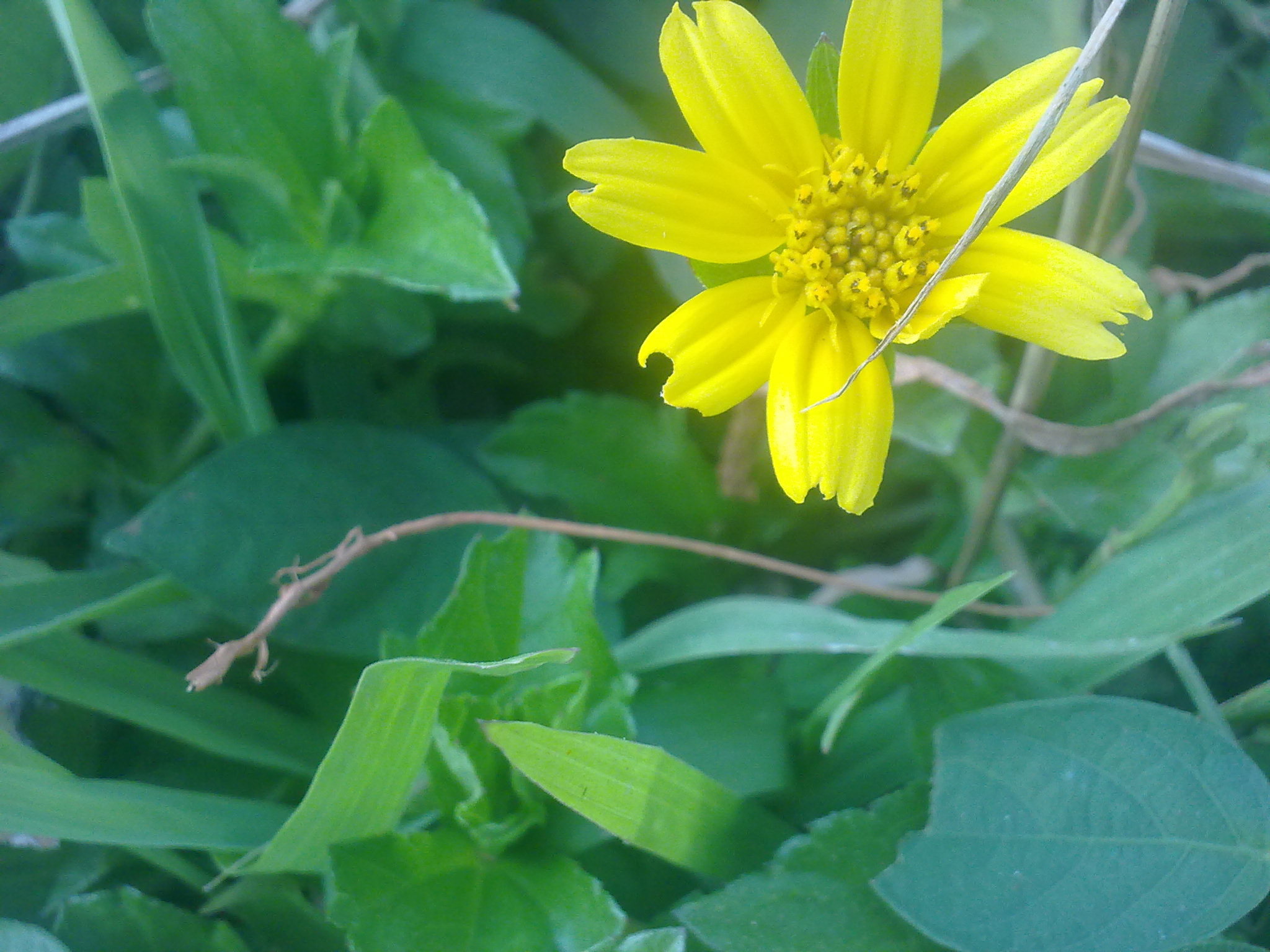 Nokia 5800 Xpres sample photo. Flowers and fruits in my pasture photography