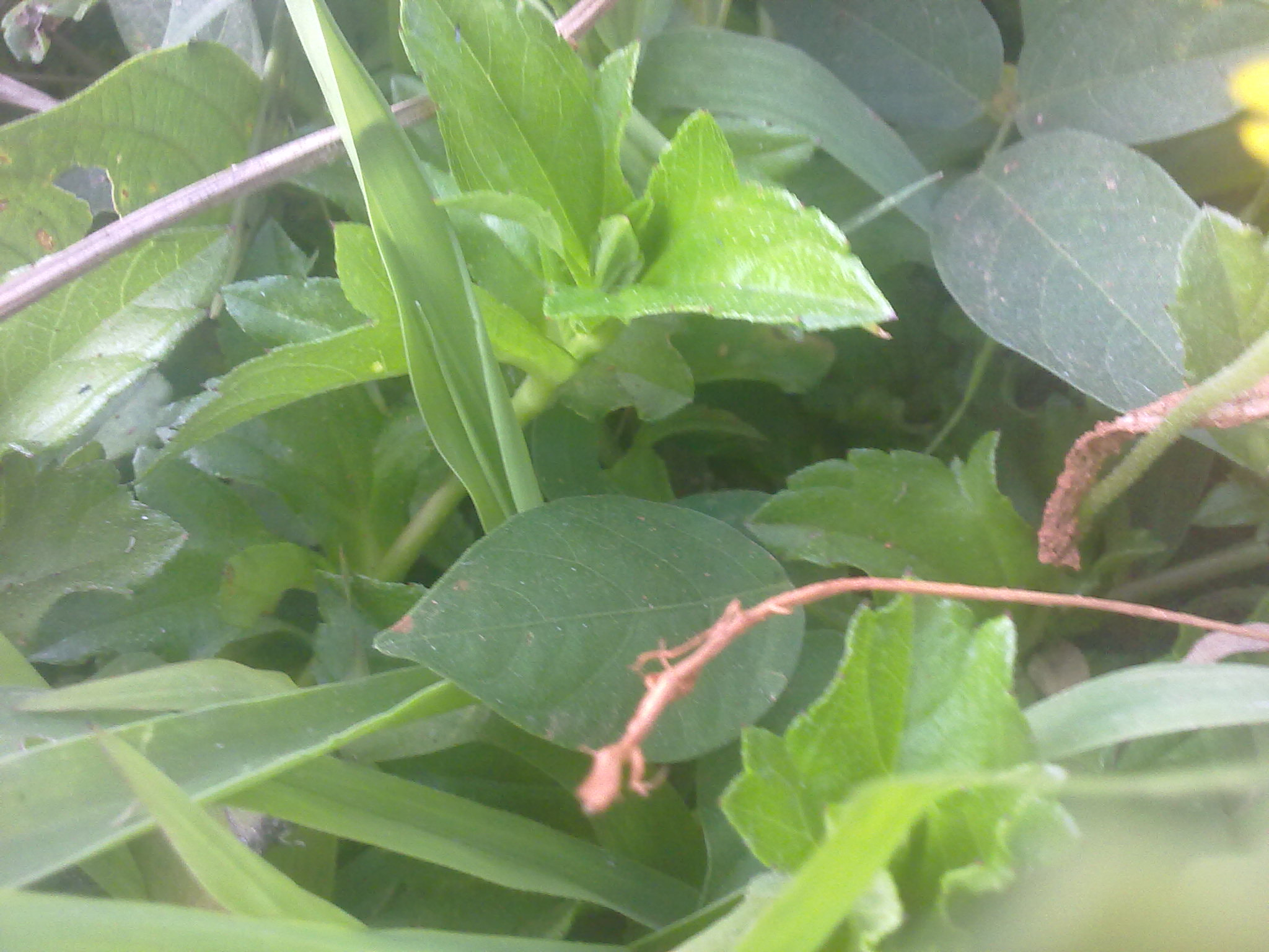 Nokia 5800 Xpres sample photo. Flowers and fruits in my pasture photography