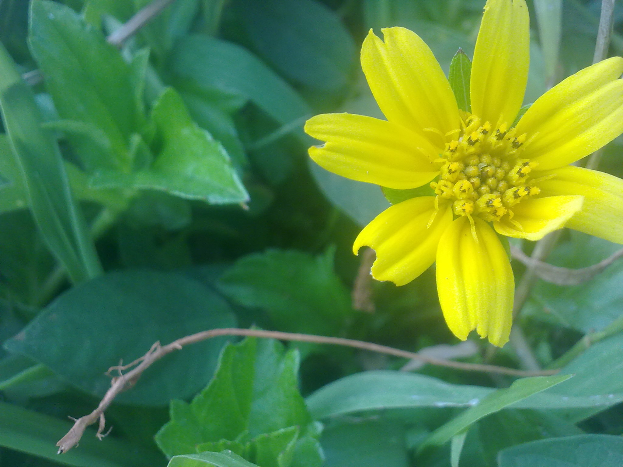 Nokia 5800 Xpres sample photo. Flowers and fruits in my pasture photography