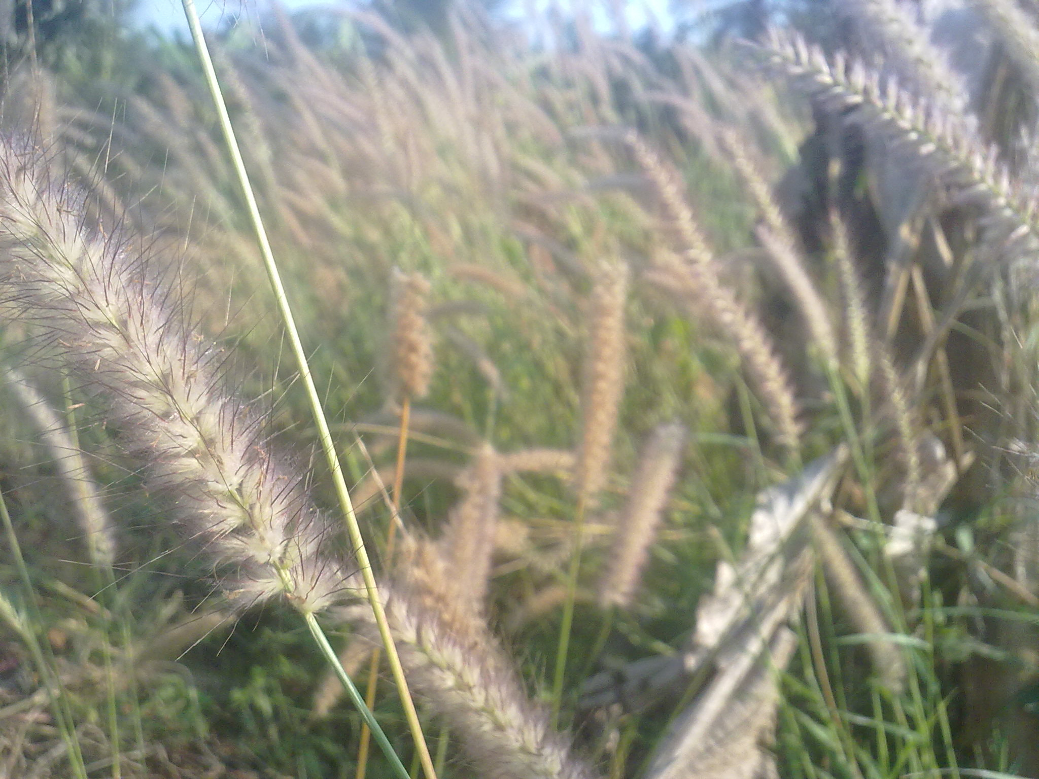 Nokia 5800 Xpres sample photo. Flowers and fruits in my pasture photography