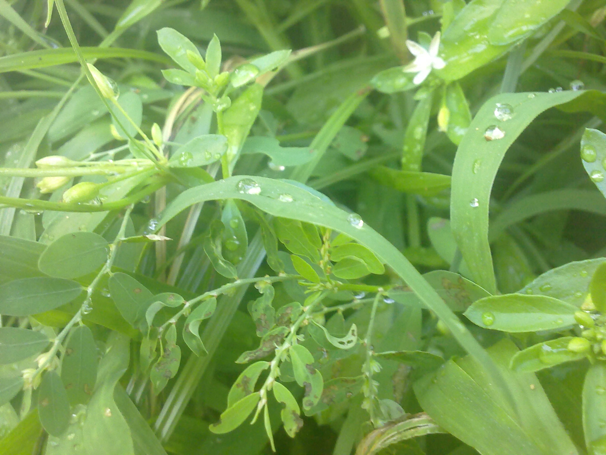 Nokia 5800 Xpres sample photo. Flowers and fruits in my pasture photography