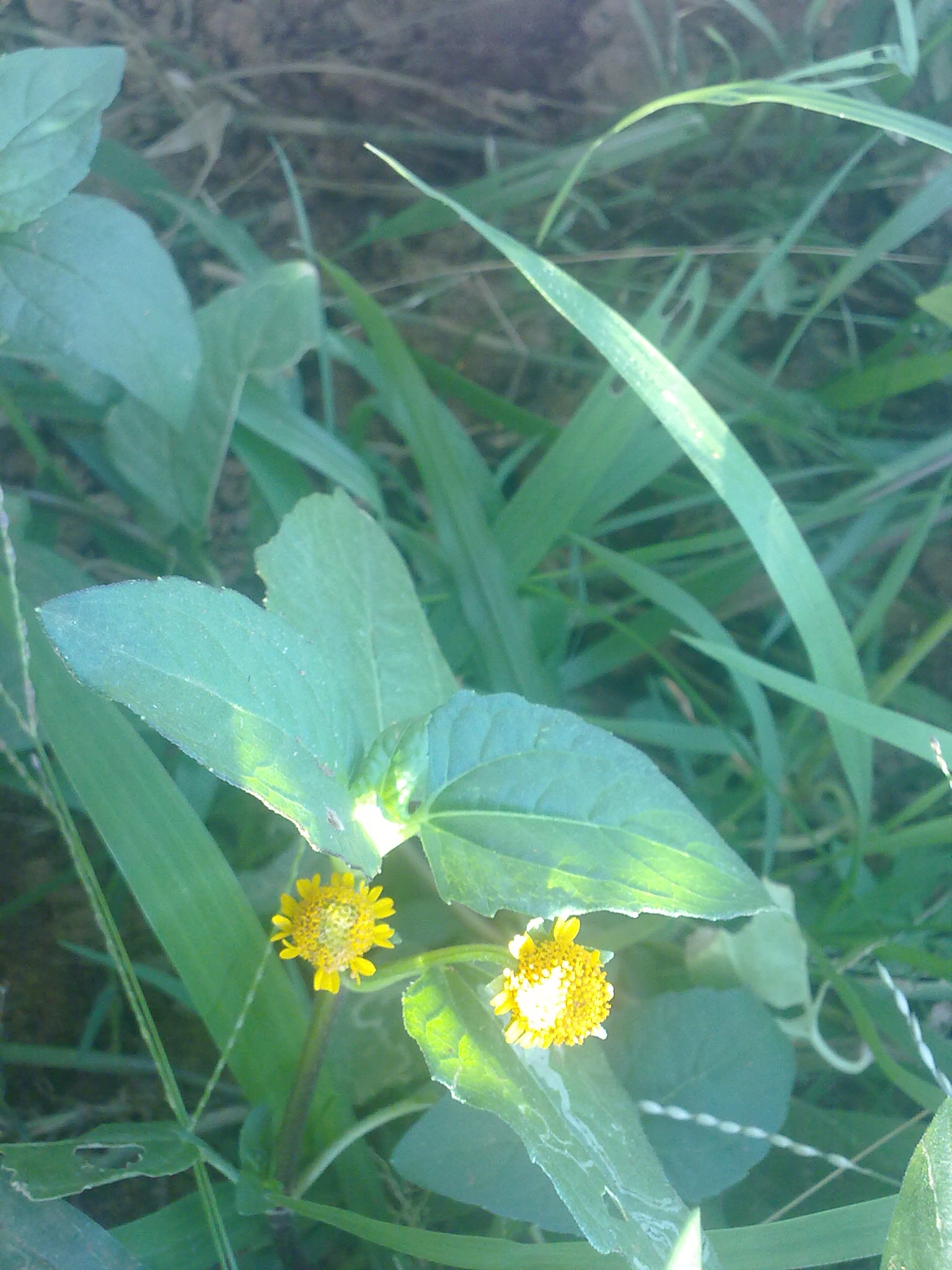 Nokia 5800 Xpres sample photo. Flowers and fruits in my pasture photography