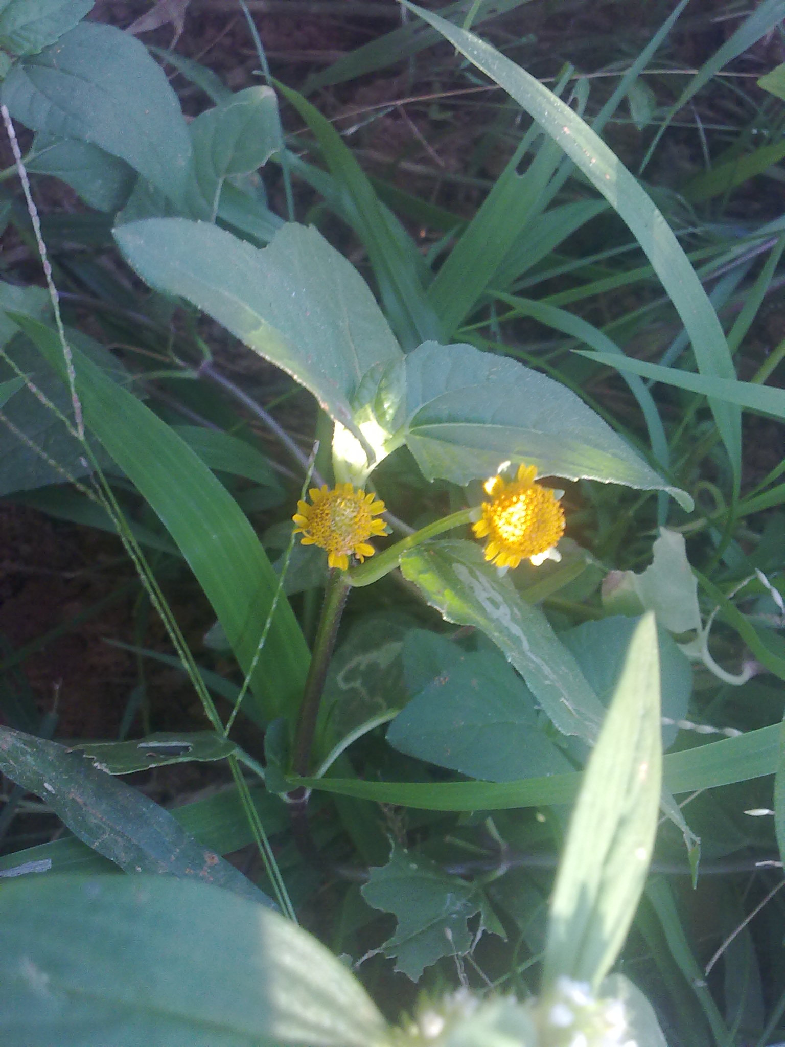 Nokia 5800 Xpres sample photo. Flowers and fruits in my pasture photography