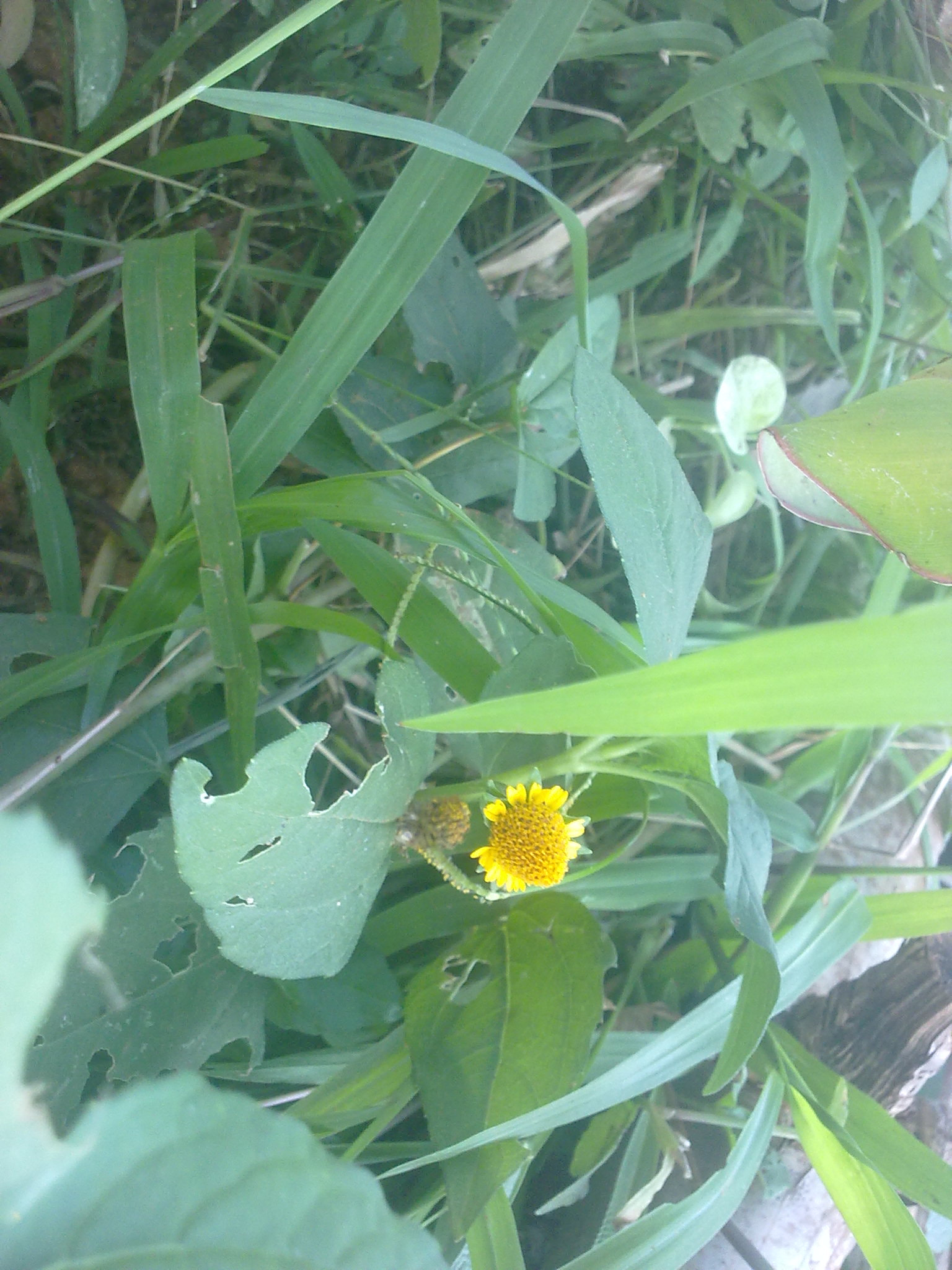 Nokia 5800 Xpres sample photo. Flowers and fruits in my pasture photography