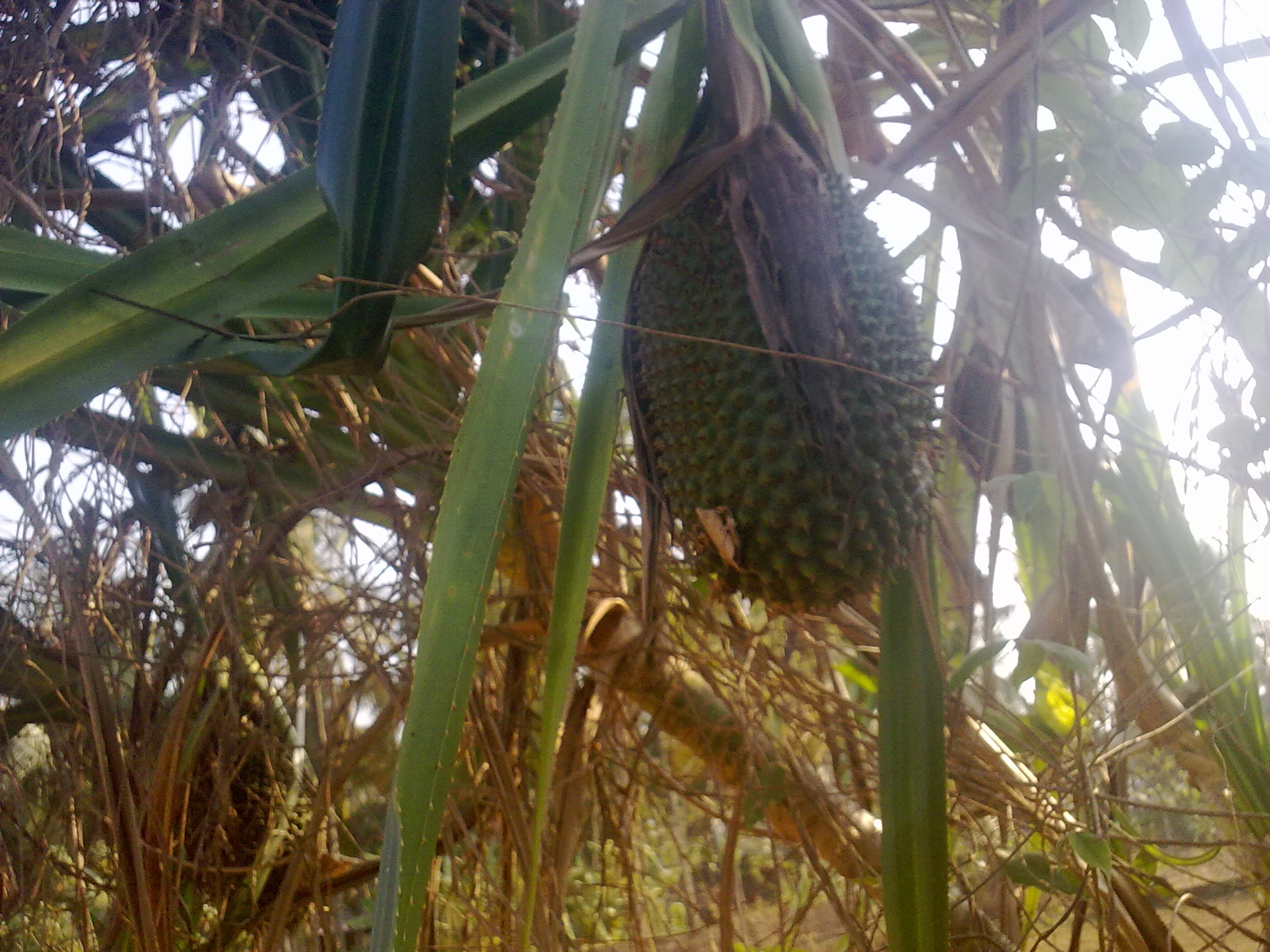 Nokia 5800 Xpres sample photo. Flowers and fruits in my pasture photography