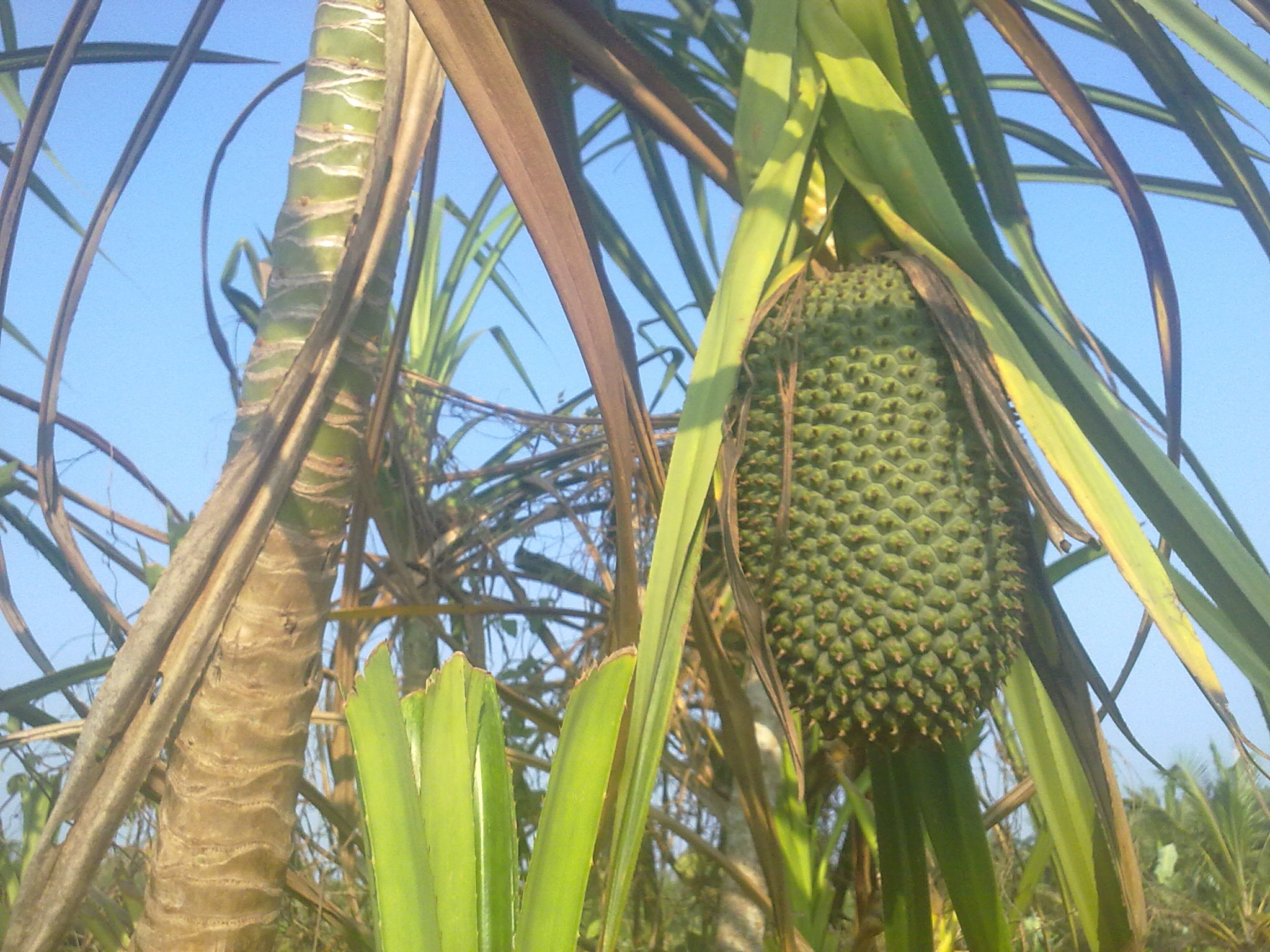 Nokia 5800 Xpres sample photo. Flowers and fruits in my pasture photography