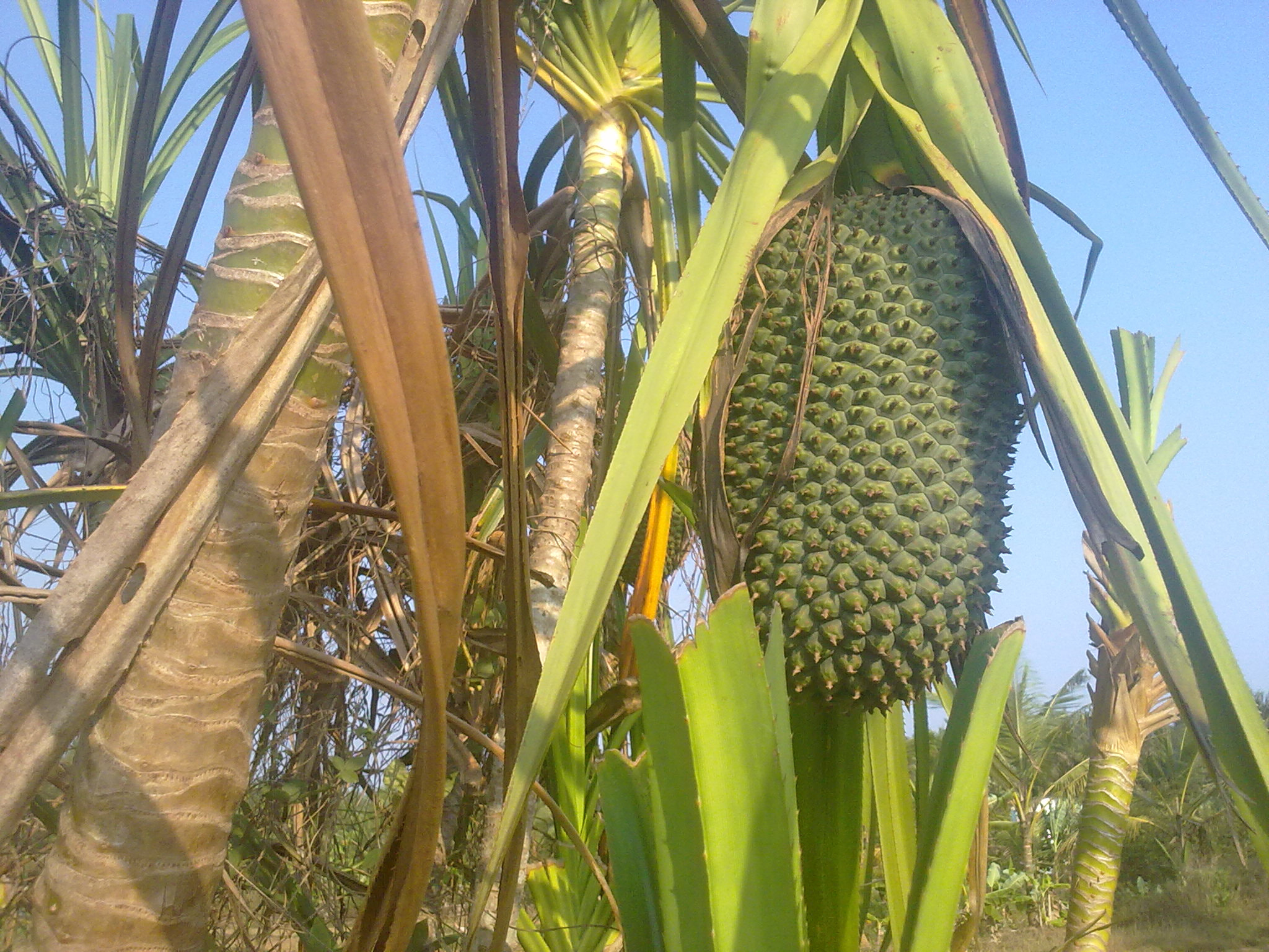 Nokia 5800 Xpres sample photo. Flowers and fruits in my pasture photography