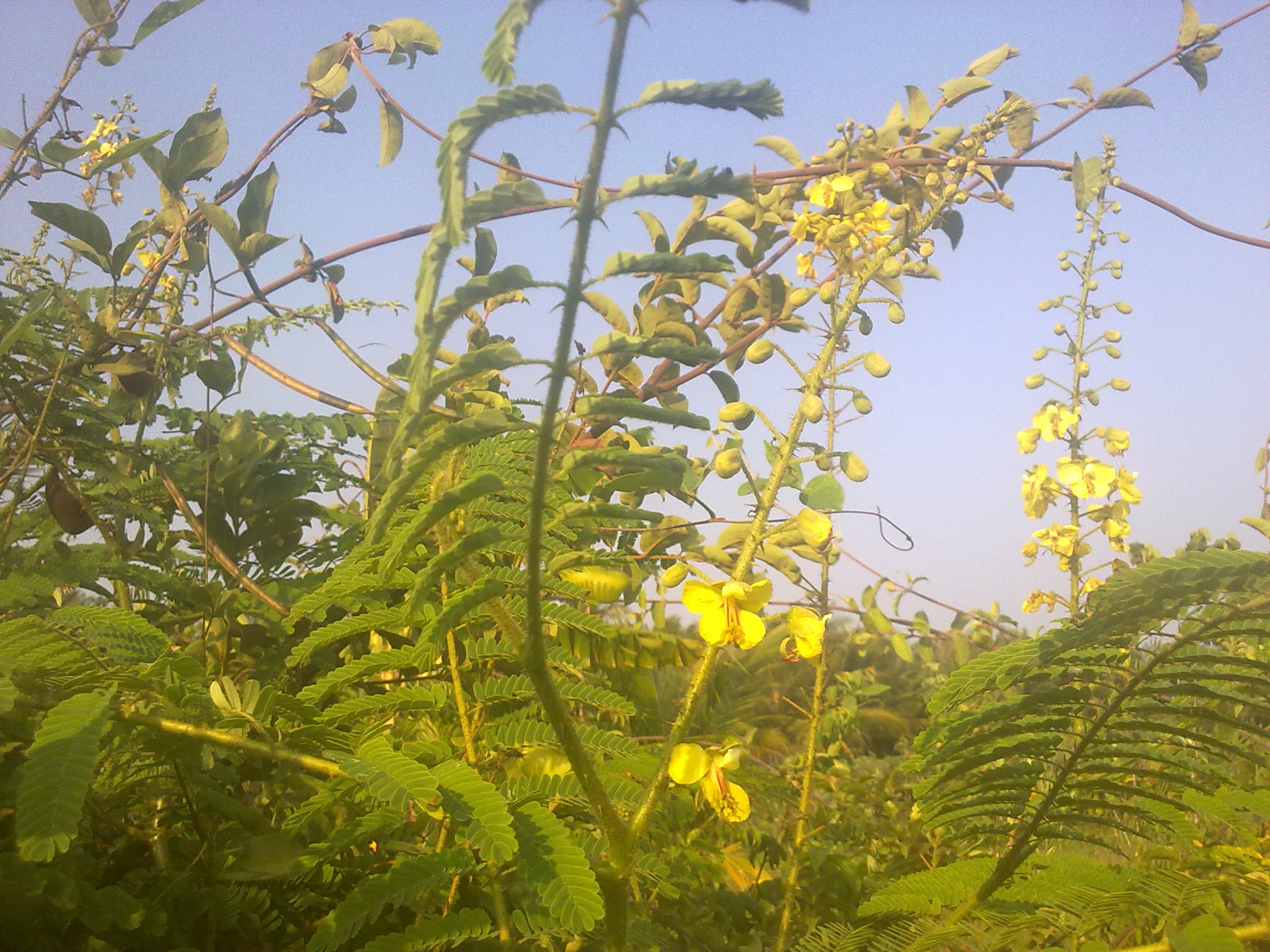 Nokia 5800 Xpres sample photo. Flowers and fruits in my pasture photography