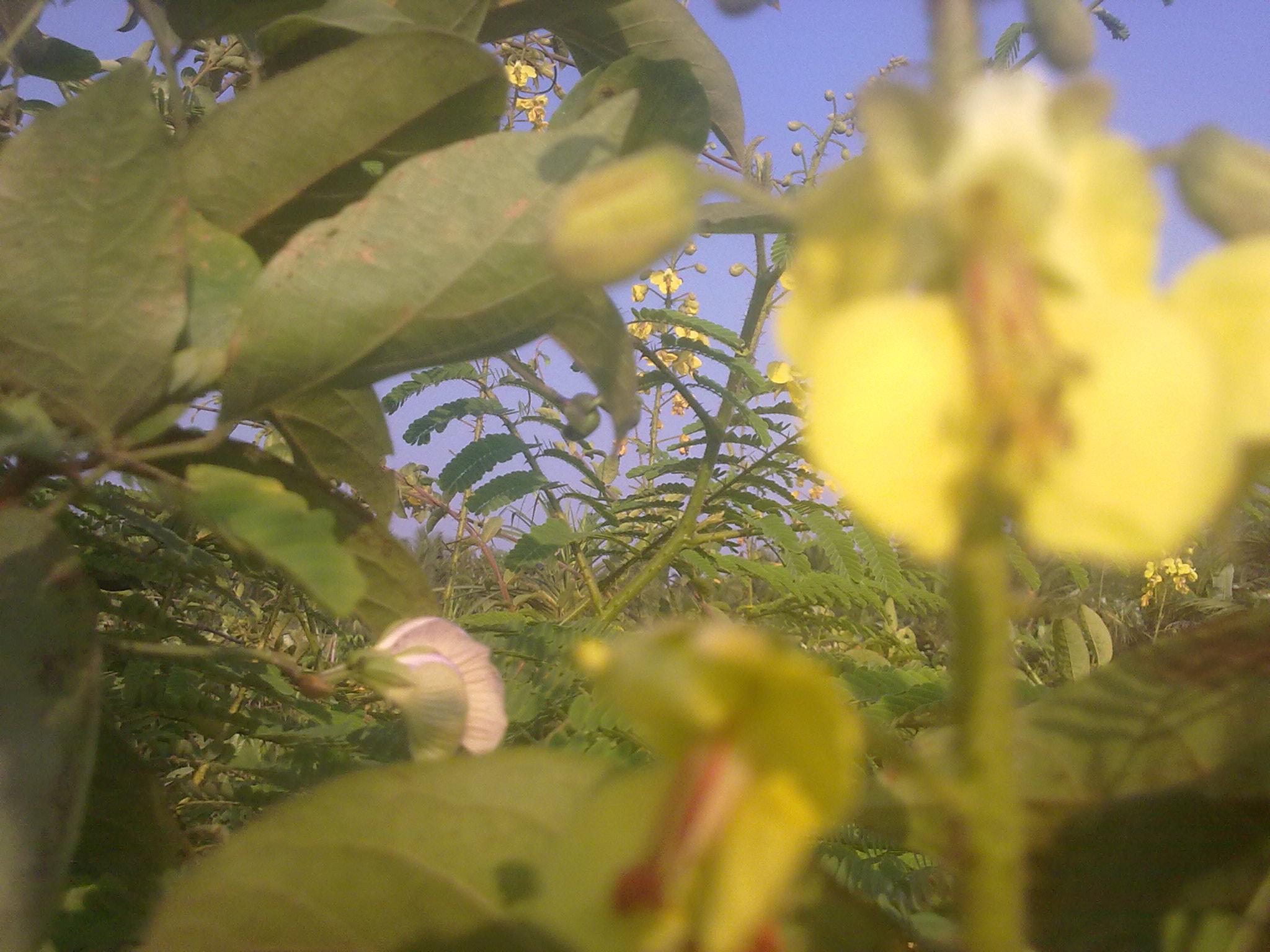 Nokia 5800 Xpres sample photo. Flowers and fruits in my pasture photography