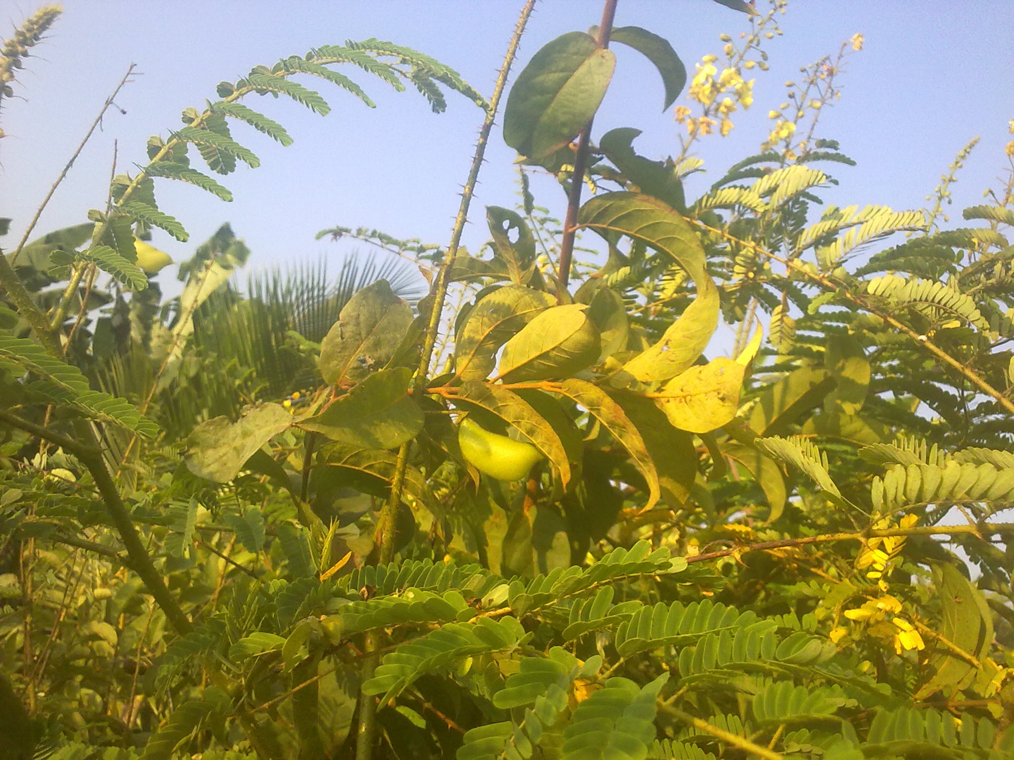 Nokia 5800 Xpres sample photo. Flowers and fruits in my pasture photography