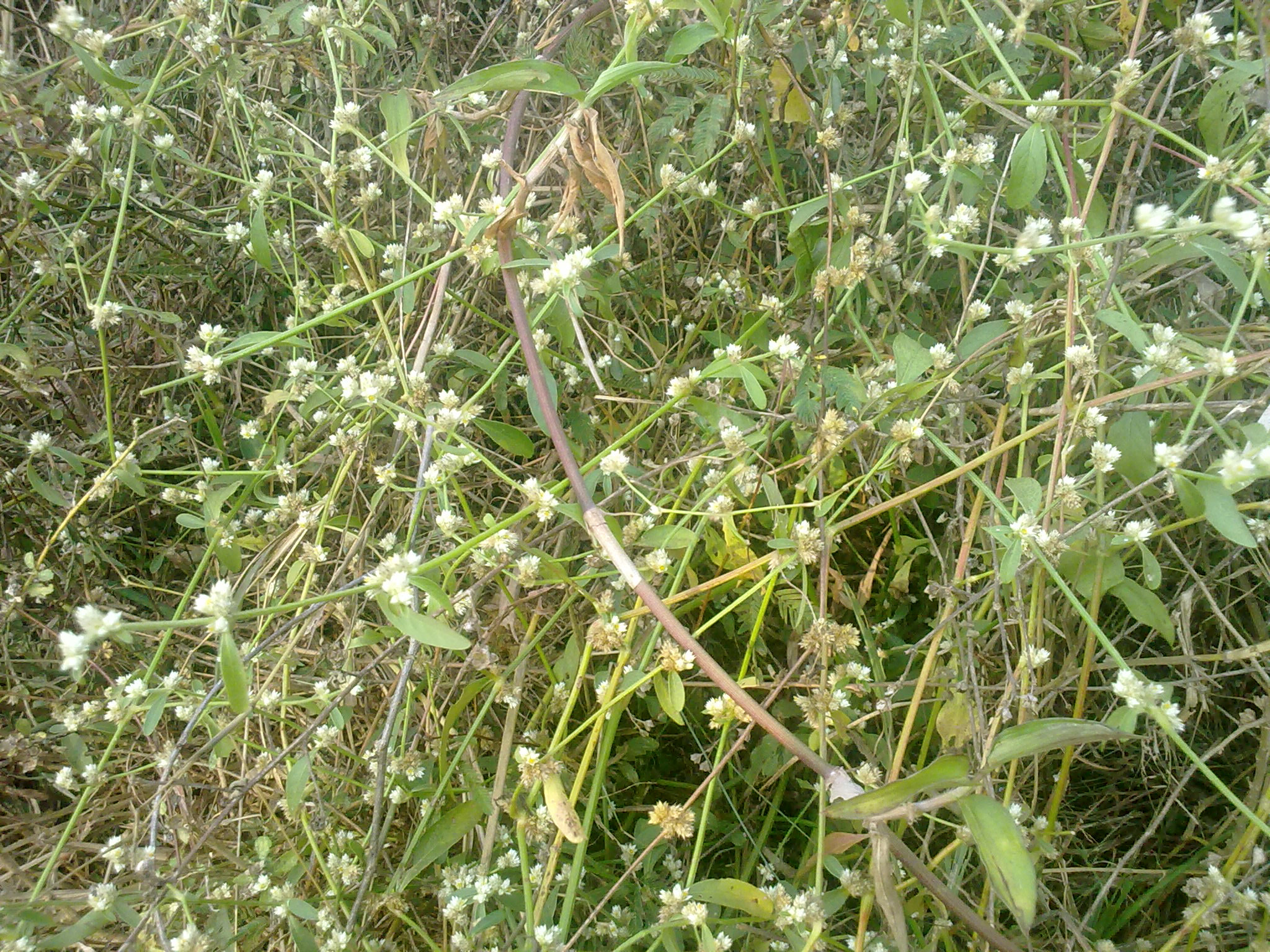 Nokia 5800 Xpres sample photo. Flowers and fruits in my pasture photography