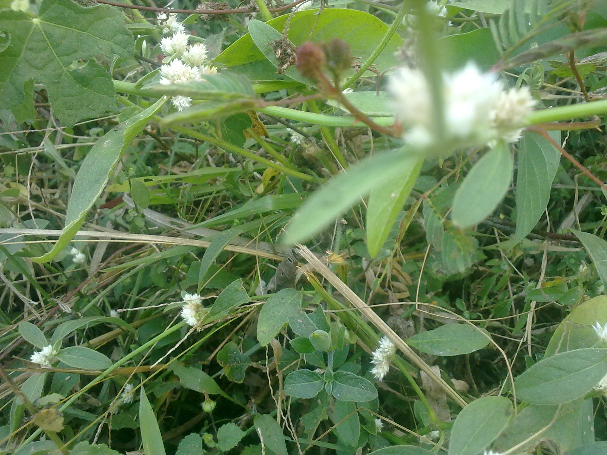 Nokia 5800 Xpres sample photo. Flowers and fruits in my pasture photography