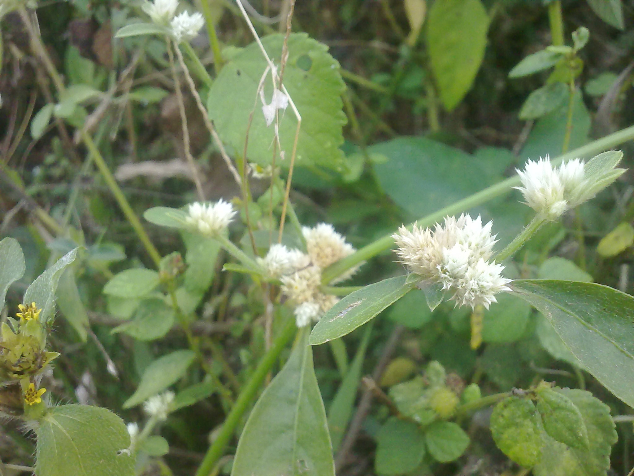 Nokia 5800 Xpres sample photo. Flowers and fruits in my pasture photography