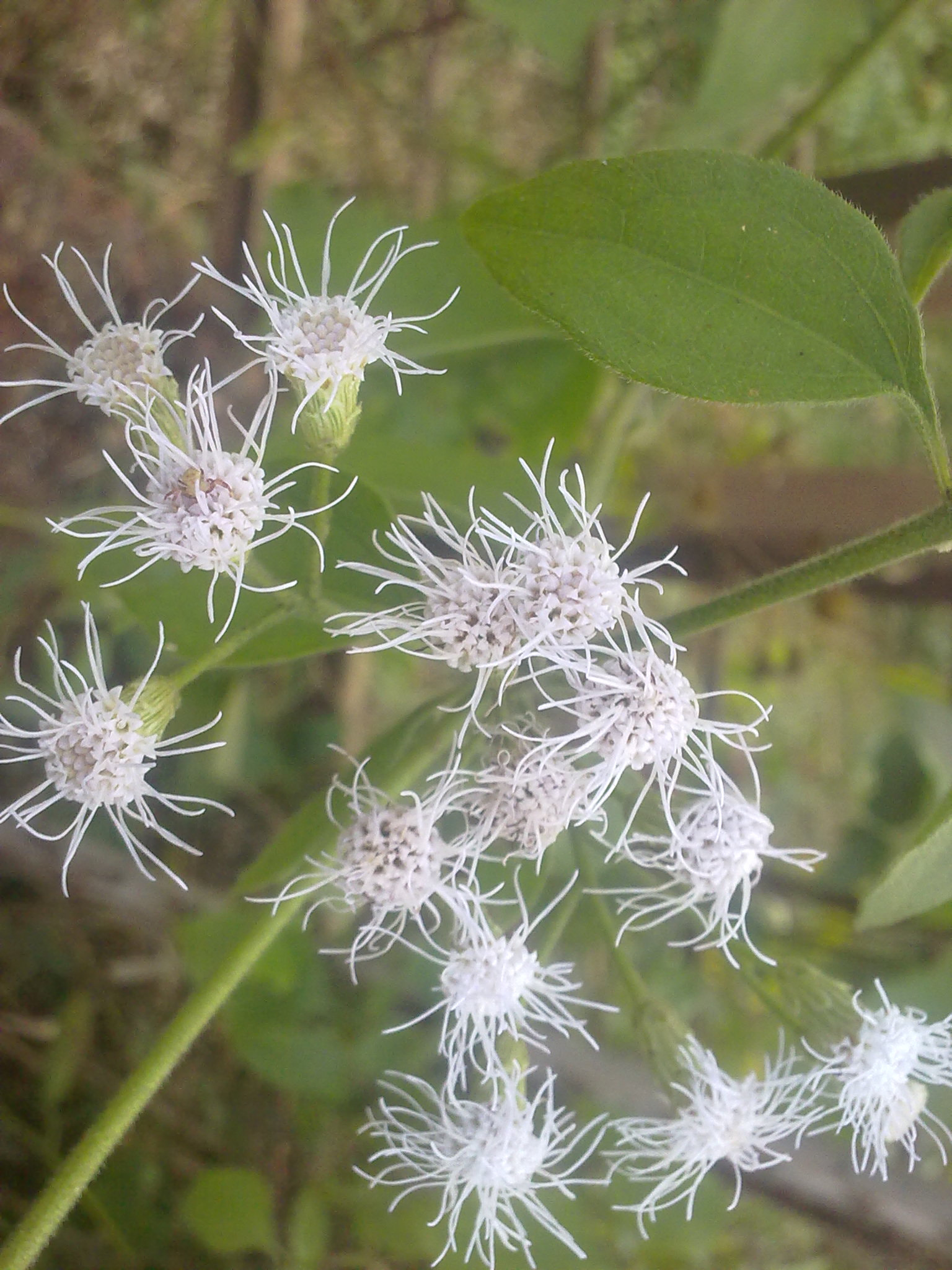 Nokia 5800 Xpres sample photo. Flowers and fruits in my pasture photography