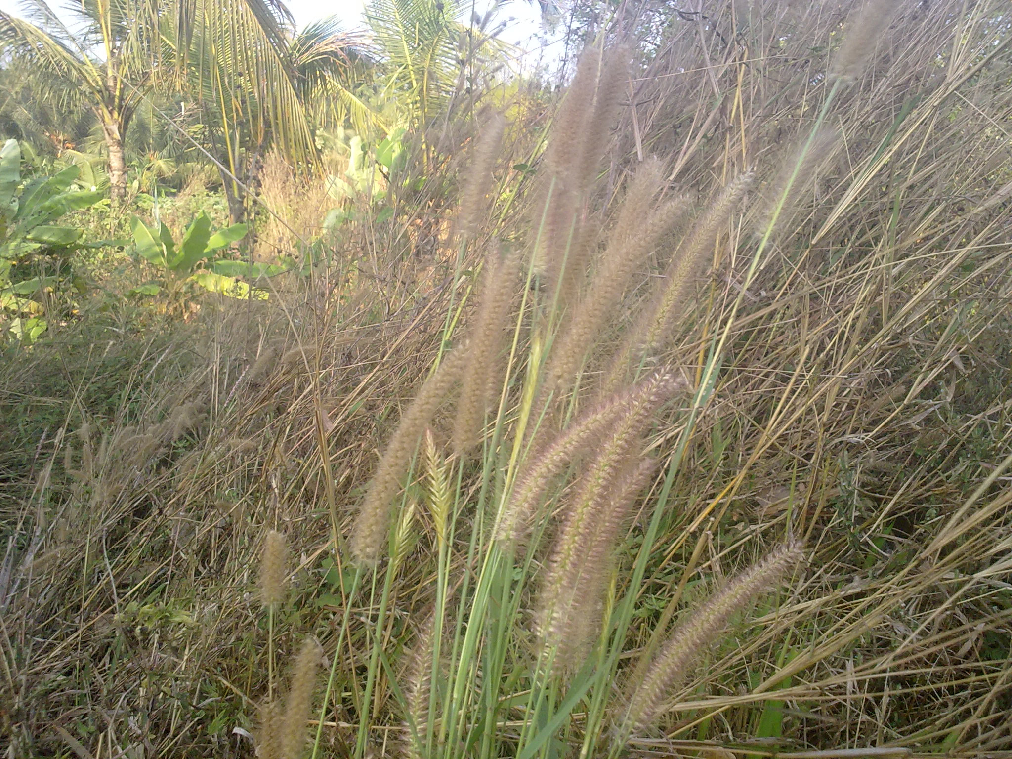 Nokia 5800 Xpres sample photo. Flowers and fruits in my pasture photography