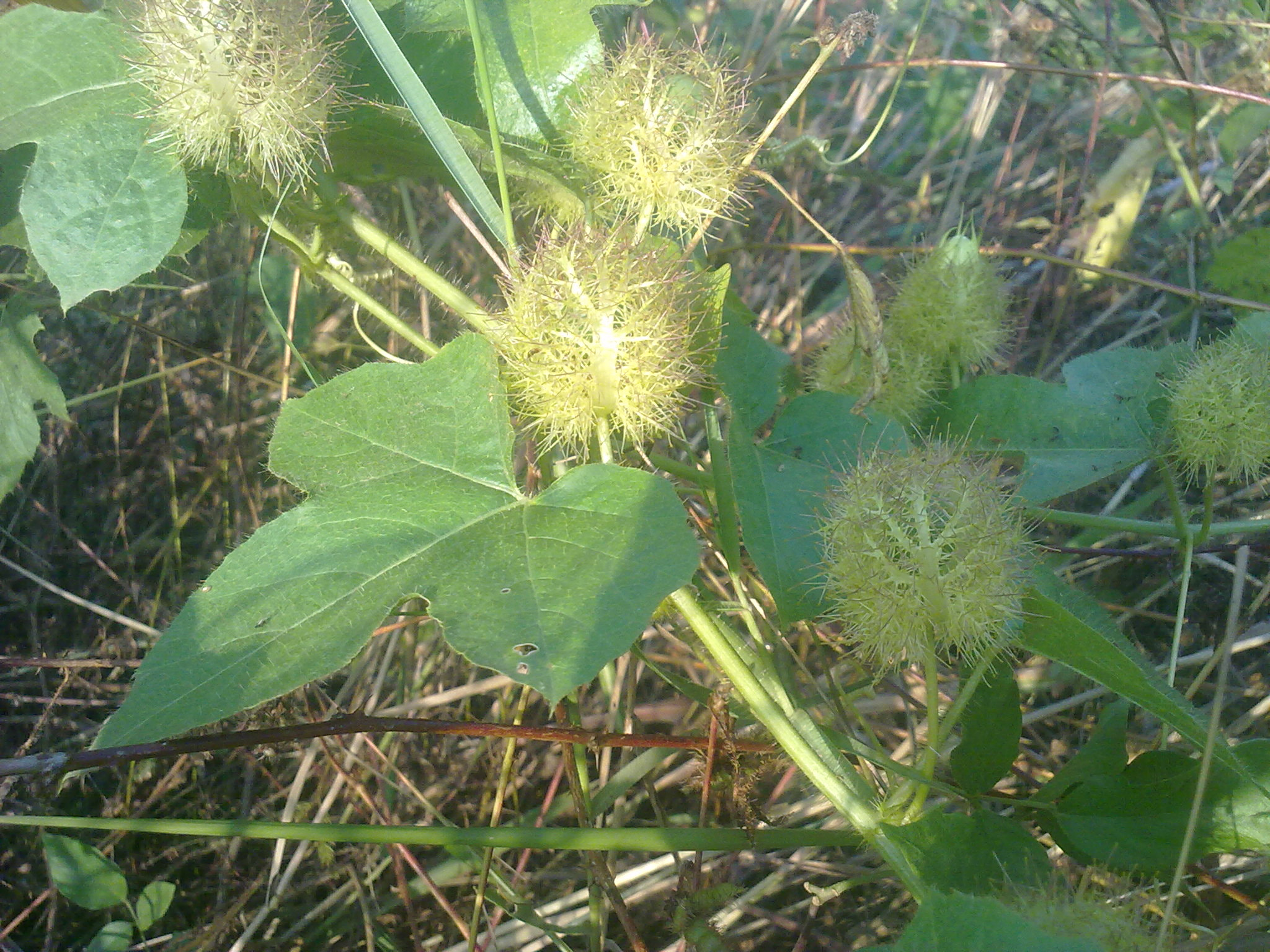 Nokia 5800 Xpres sample photo. Flowers and fruits in my pasture photography