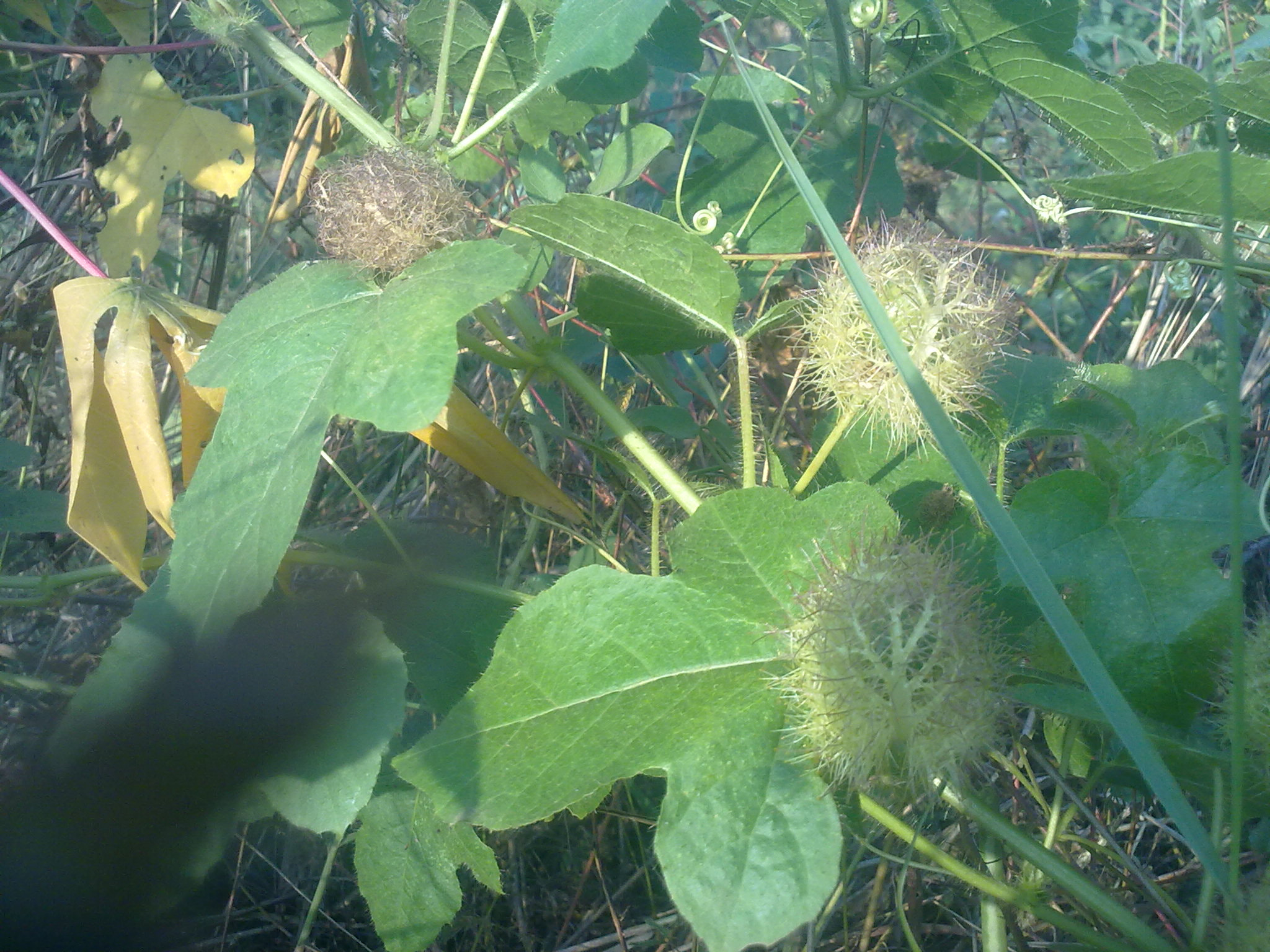 Nokia 5800 Xpres sample photo. Flowers and fruits in my pasture photography