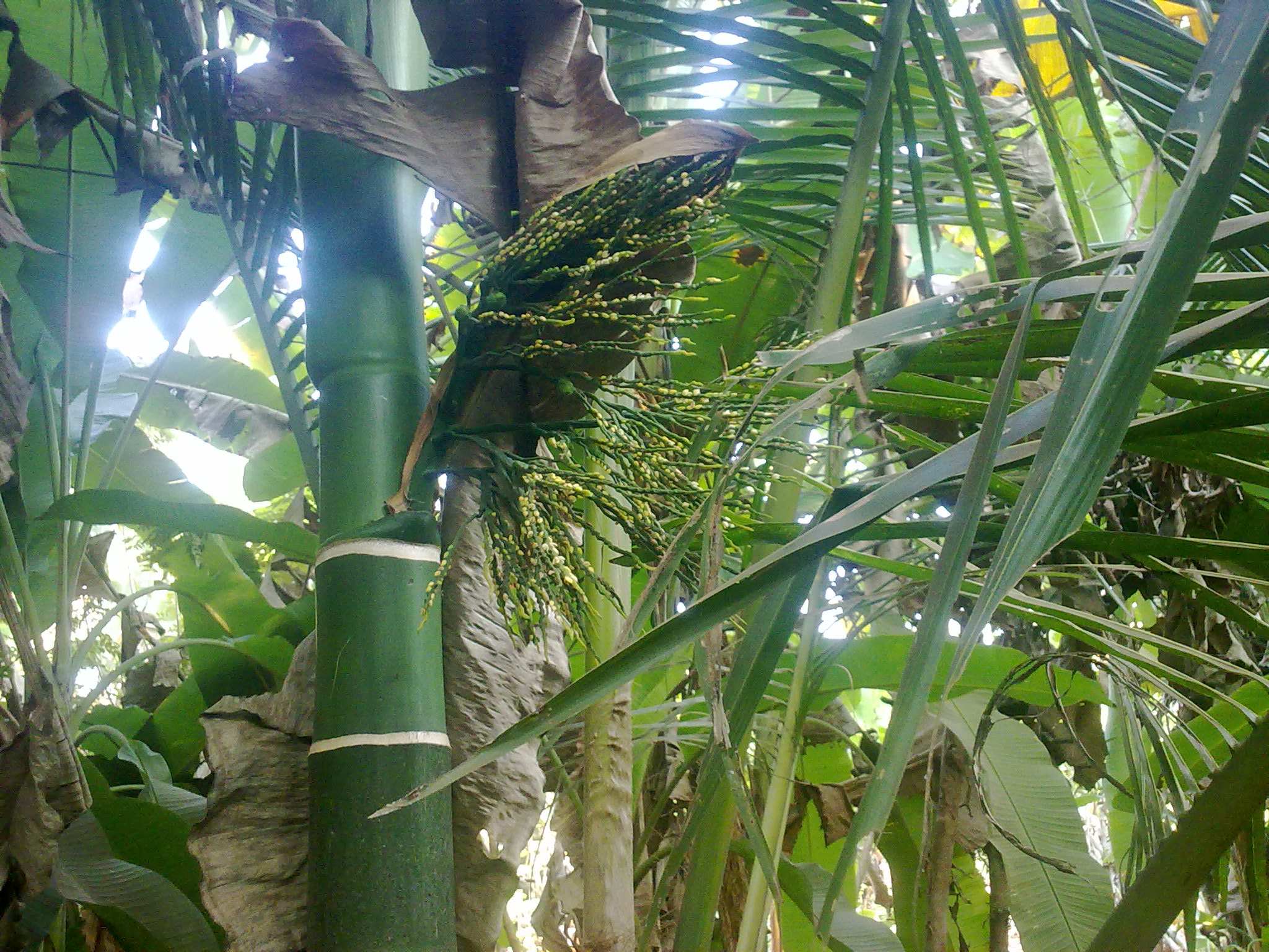 Nokia 5800 Xpres sample photo. Flowers and fruits in my pasture photography