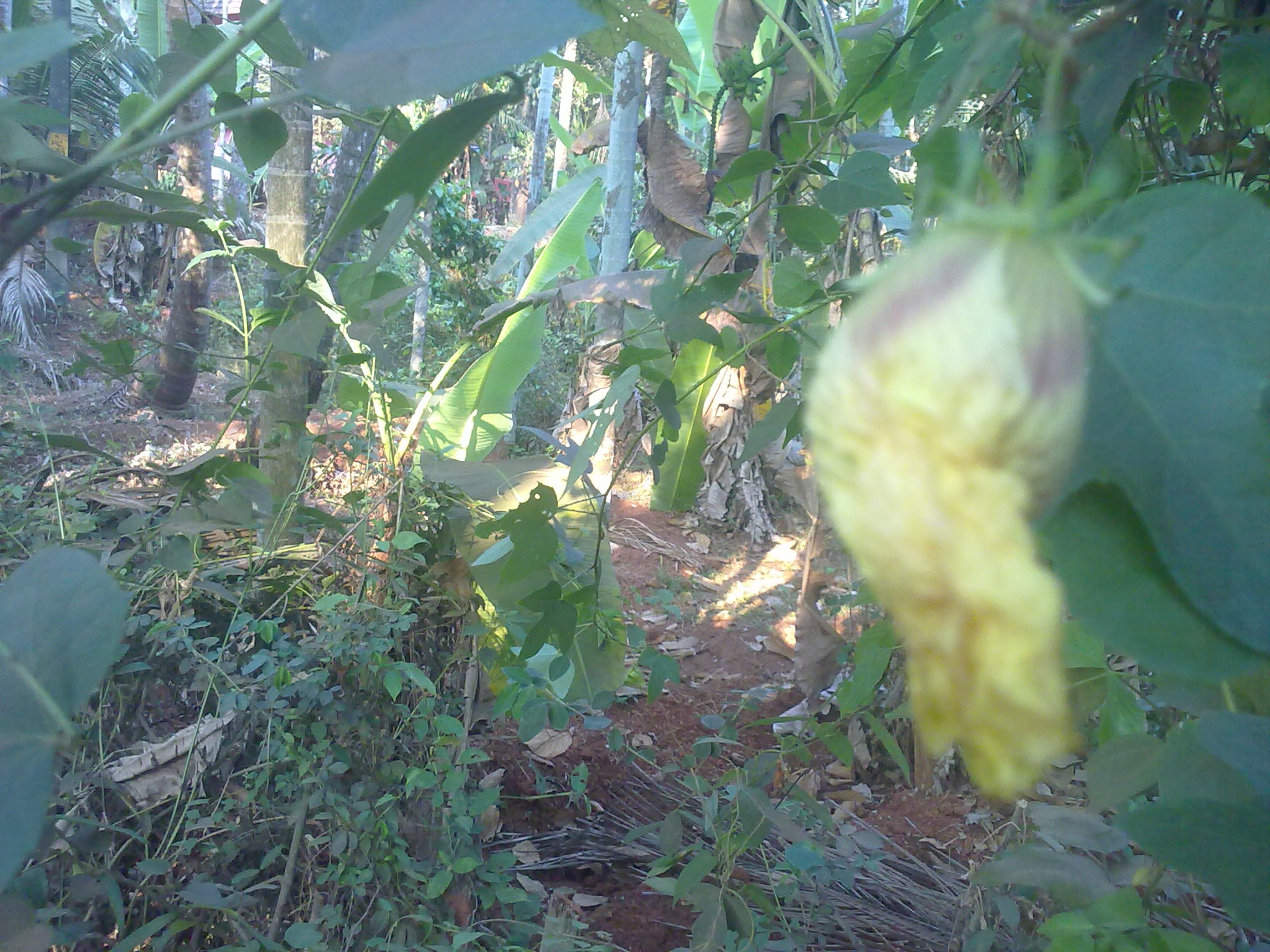 Nokia 5800 Xpres sample photo. Flowers and fruits in my pasture photography