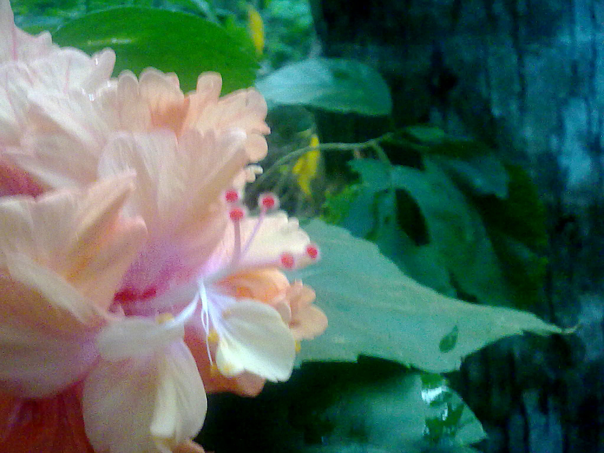 Nokia 5800 Xpres sample photo. Flowers and fruits in my pasture photography