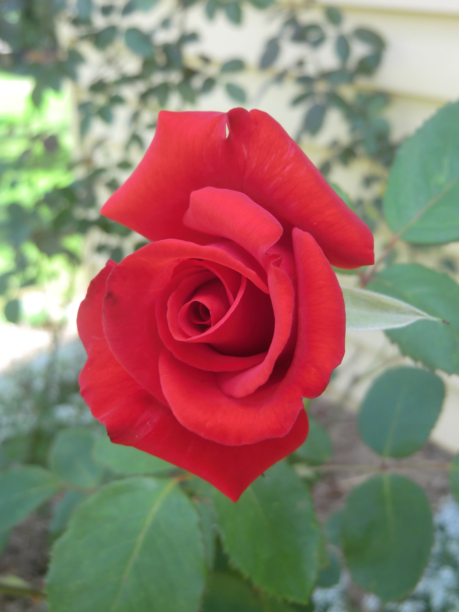CASIO EX-H15 sample photo. Summer red photography