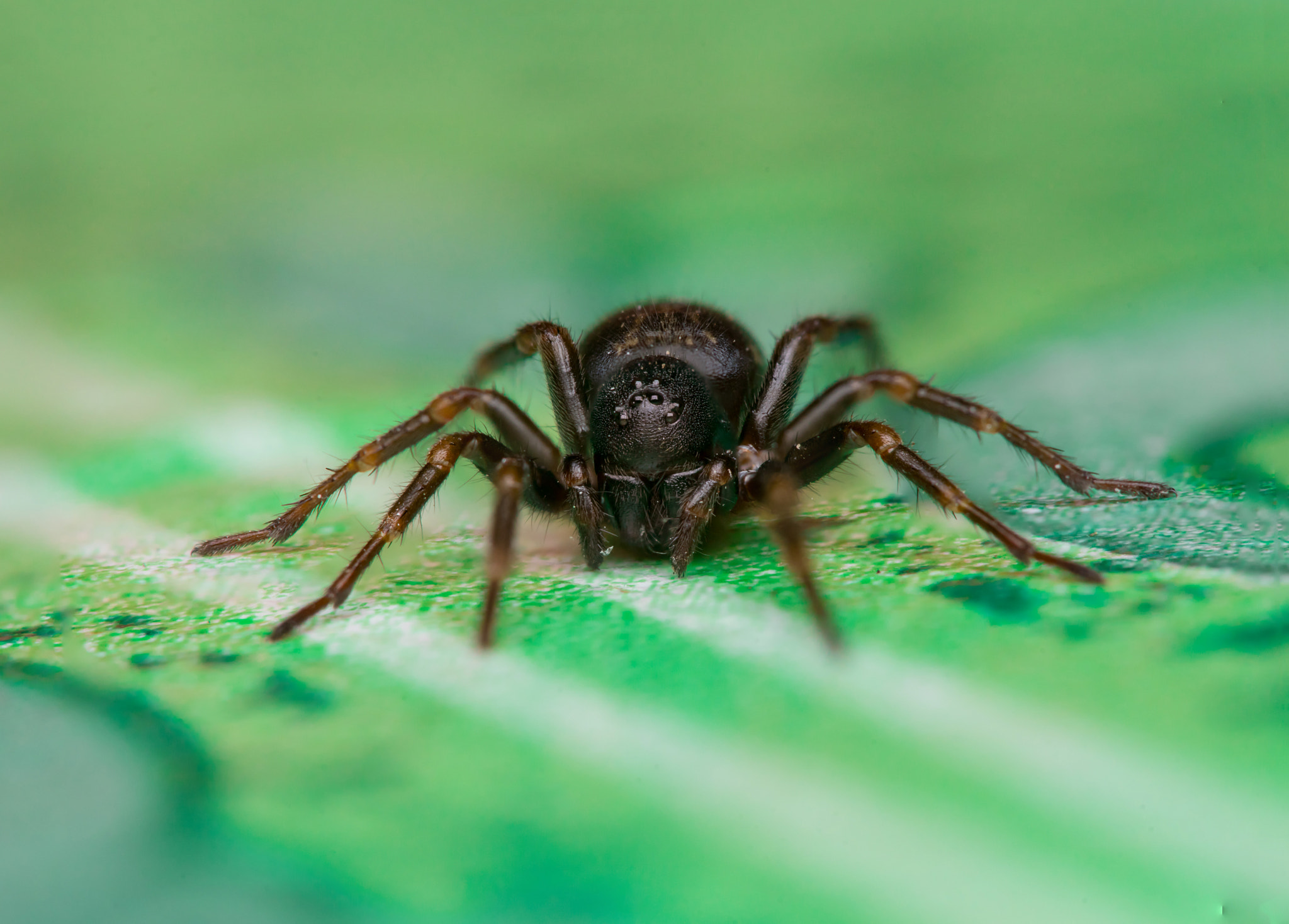 Sony a7 + Minolta AF 28-85mm F3.5-4.5 New sample photo. Small black house spider (badumna loninqua) photography