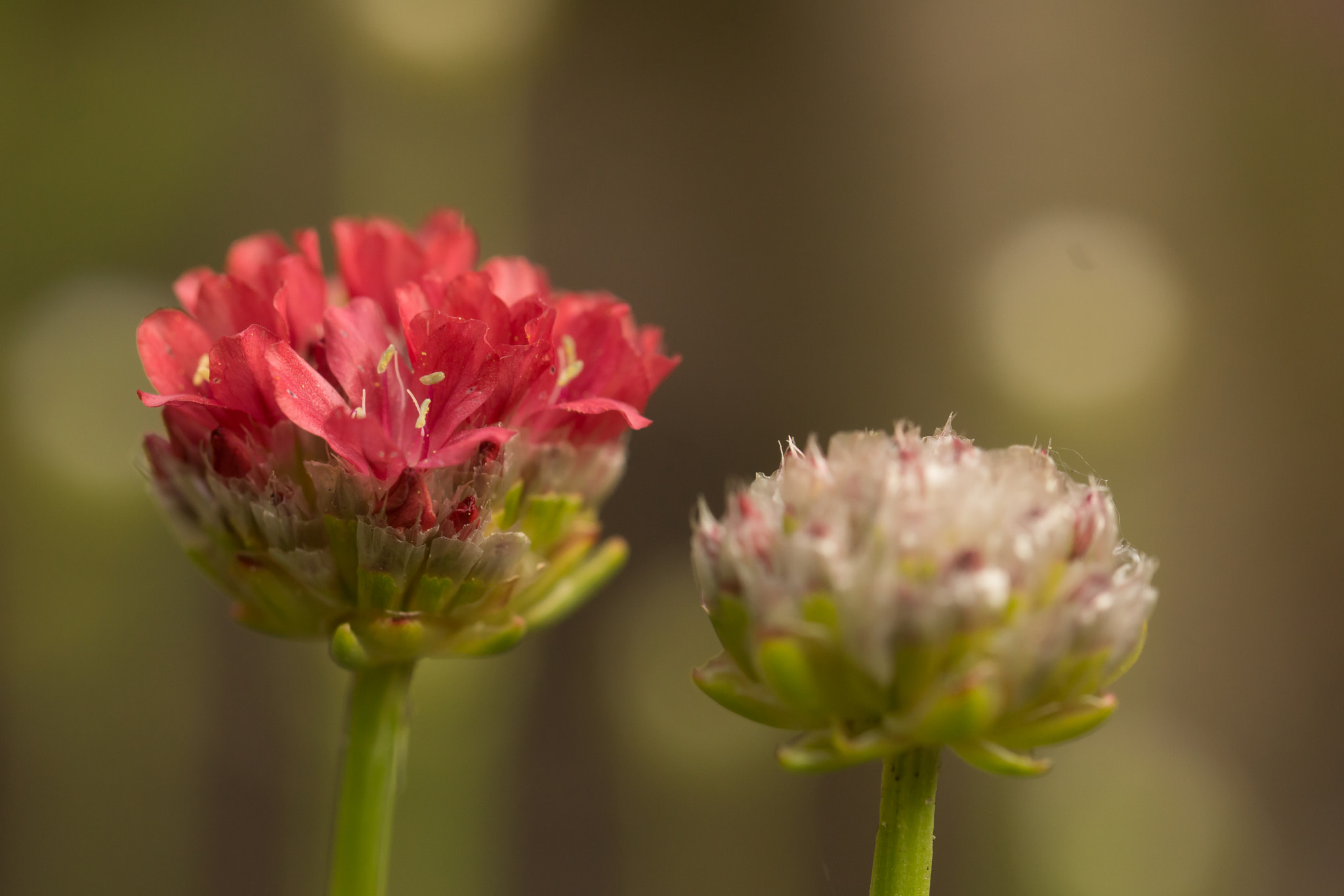 Sony SLT-A65 (SLT-A65V) sample photo. Bloem photography