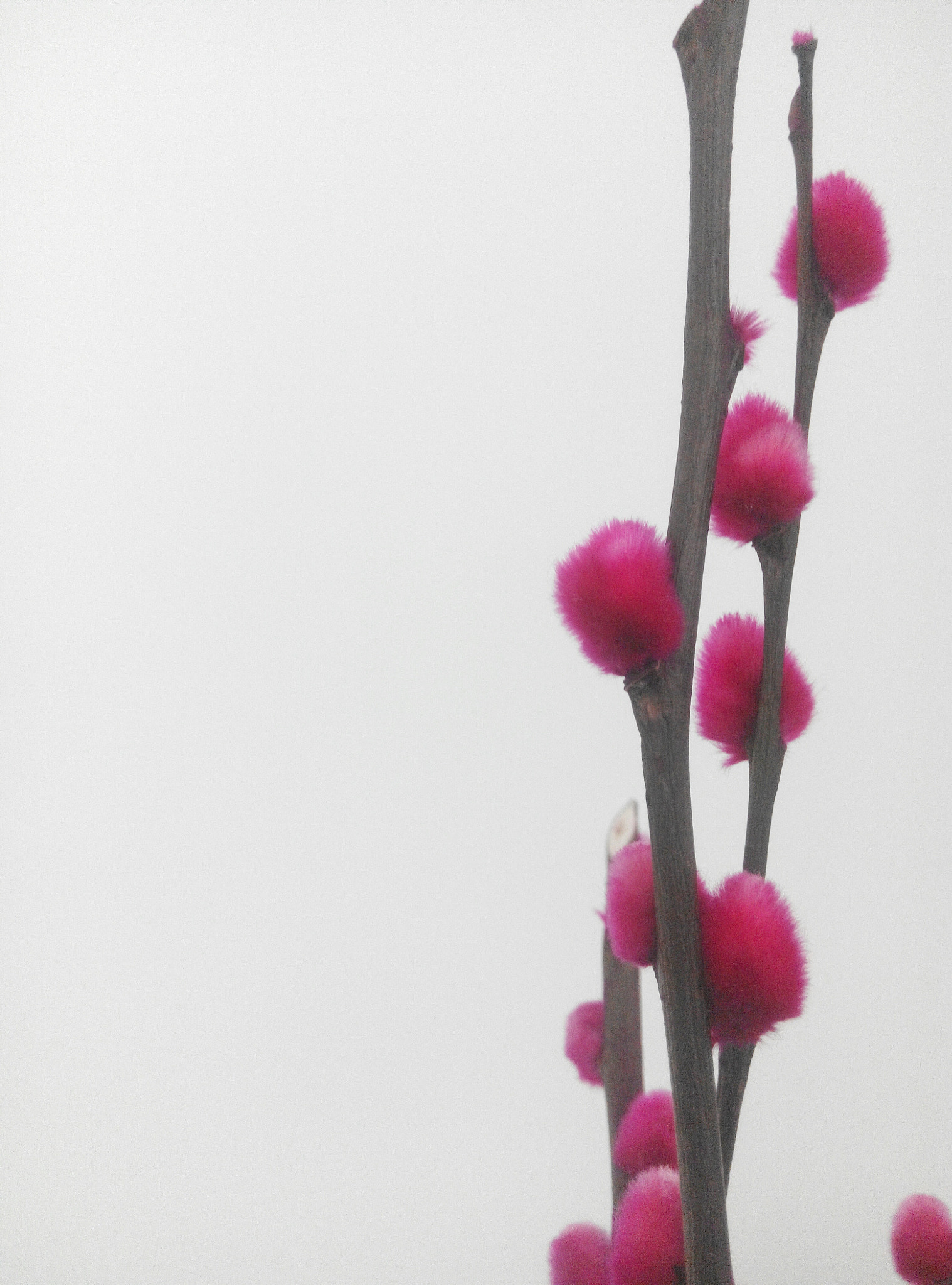 Xiaomi HM NOTE sample photo. 不知 photography
