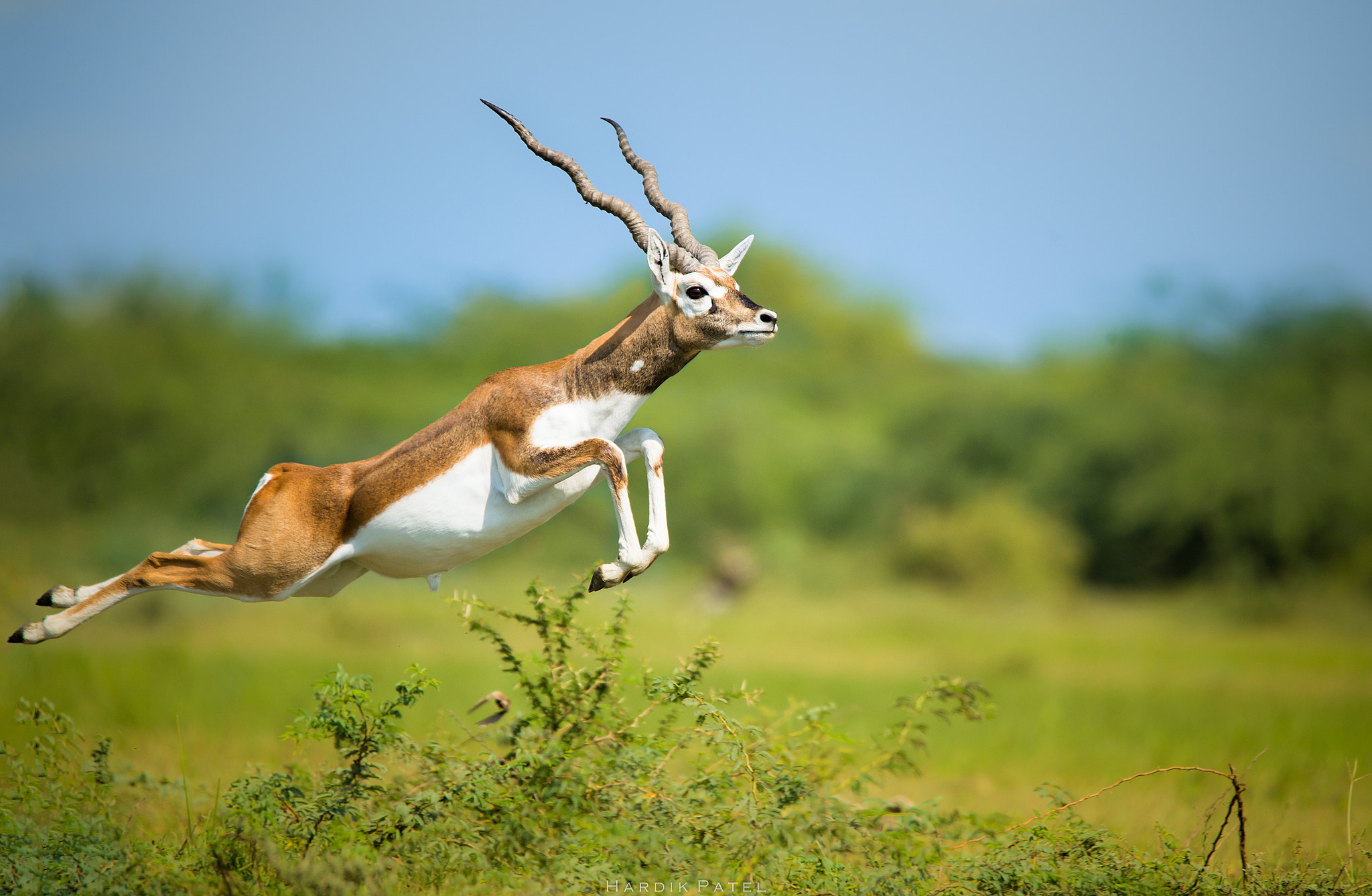 Nikon D4S sample photo. The jump... photography