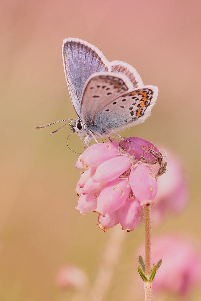 Sony Alpha DSLR-A700 + Tamron SP AF 90mm F2.8 Di Macro sample photo. Beauty in pink! photography