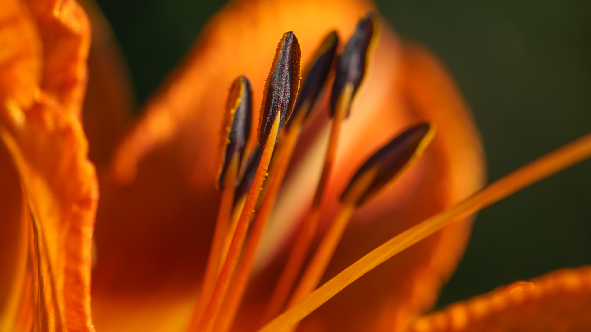 Sony a6000 + 90mm F2.8 Macro SSM sample photo. Orange lilie photography