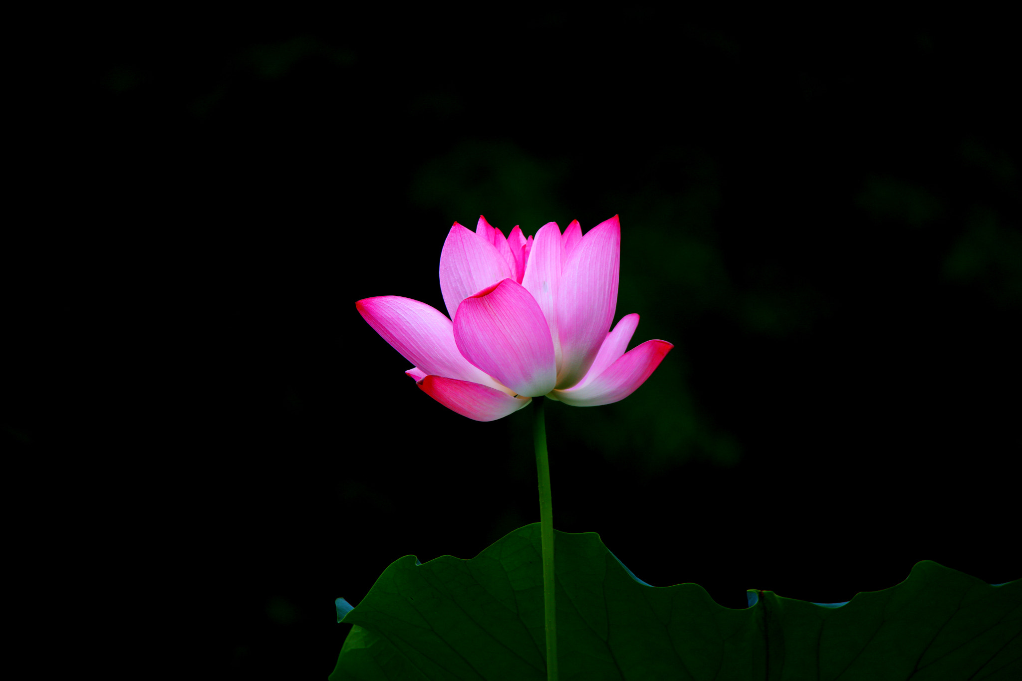 Canon EOS 5DS + Tamron SP 150-600mm F5-6.3 Di VC USD sample photo. Lotus photography