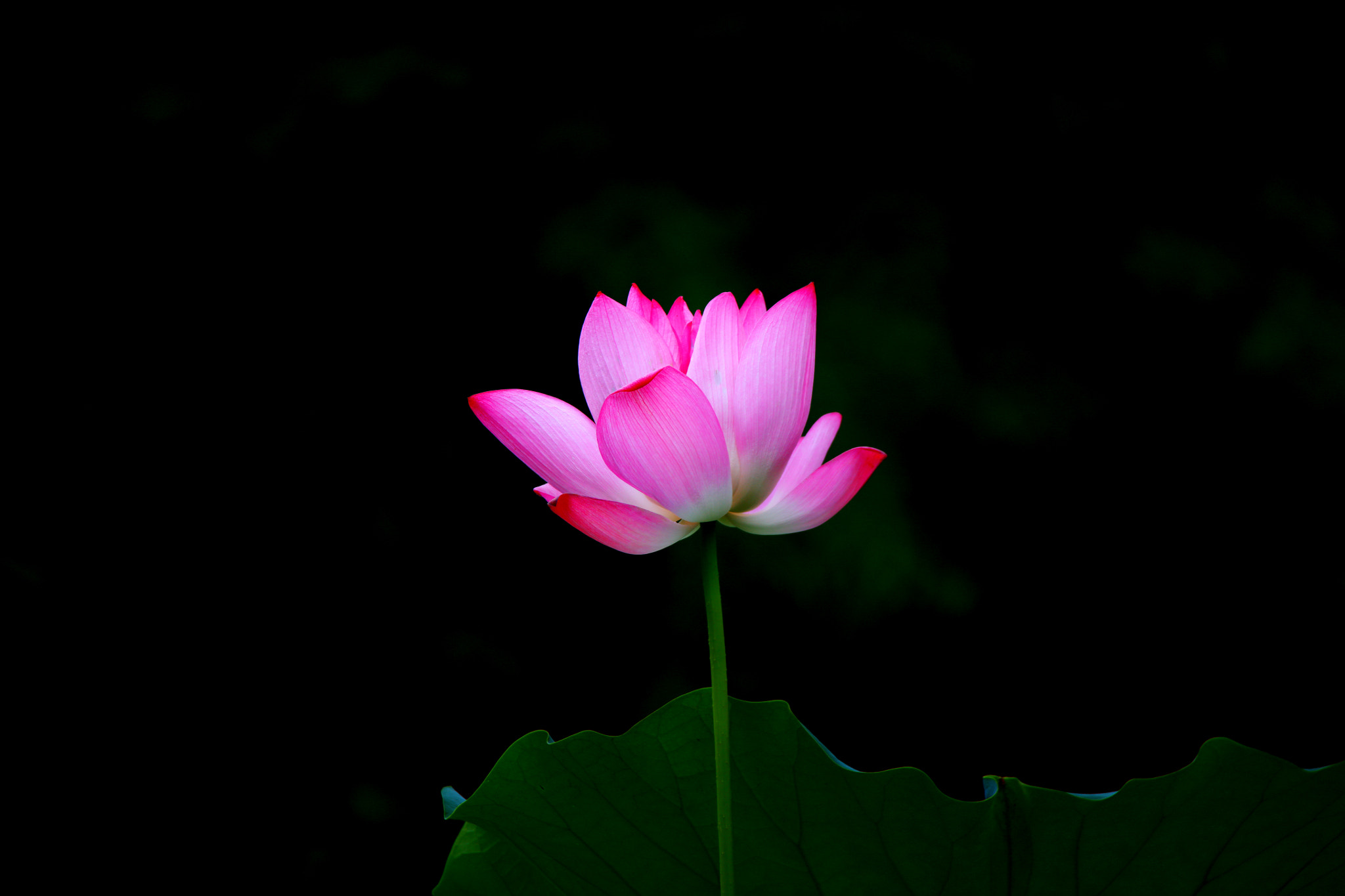 Tamron SP 150-600mm F5-6.3 Di VC USD sample photo. Lotus photography