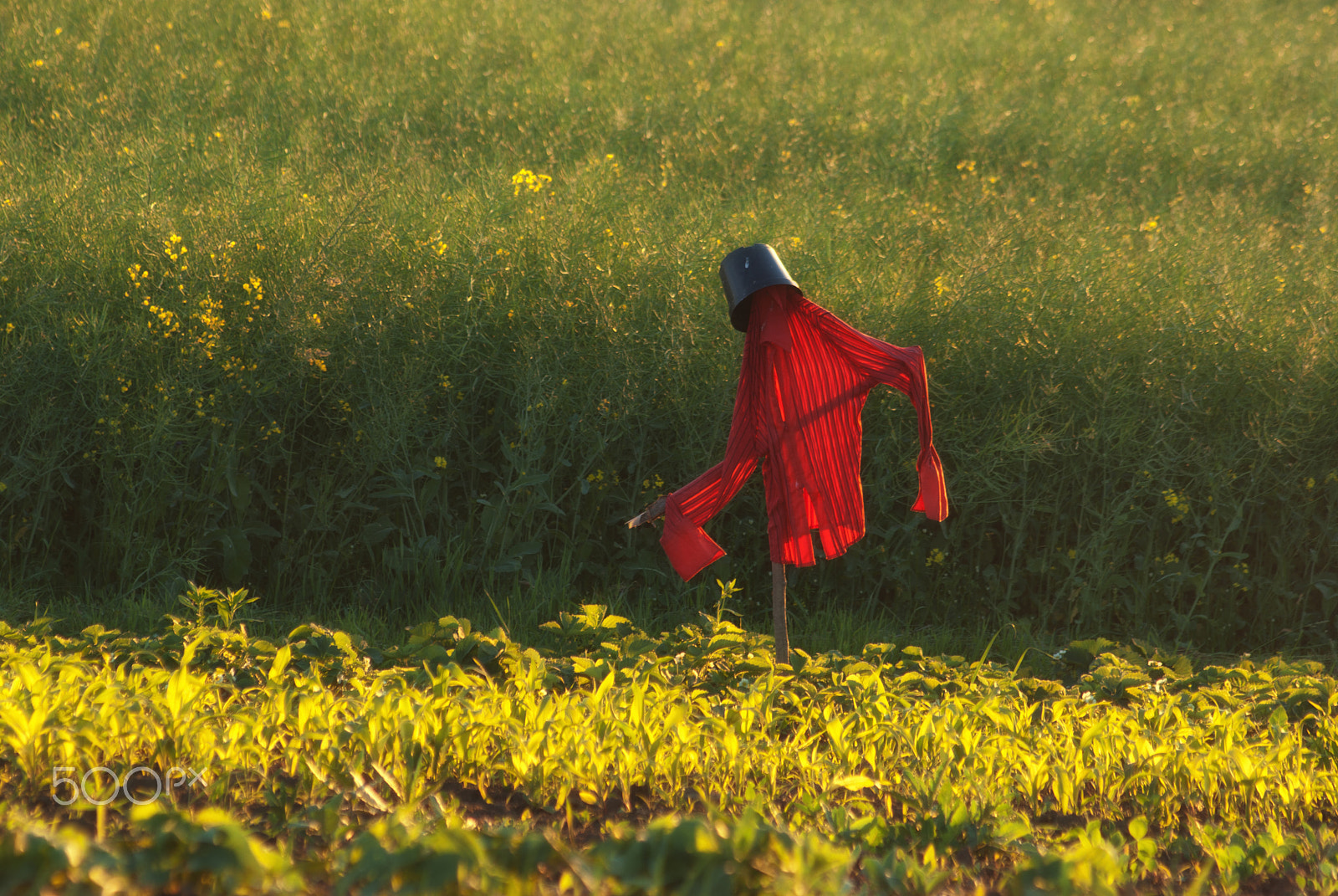 Pentax K10D sample photo. Scarecrow photography