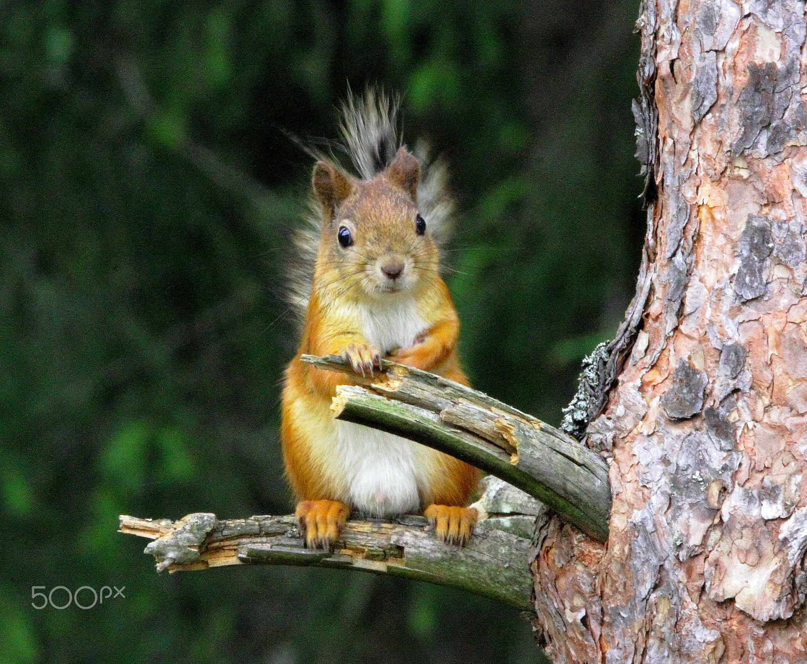 Sigma 150-600mm F5-6.3 DG OS HSM | C sample photo. Squirrel photography