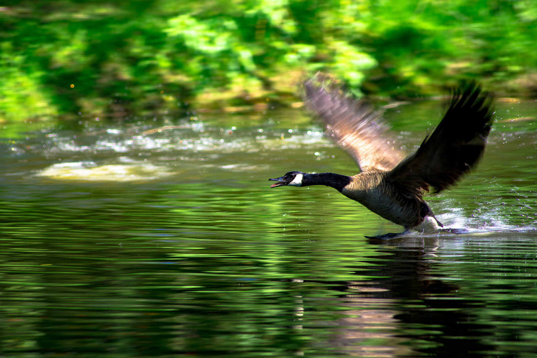 Sigma 70-300mm F4-5.6 APO DG Macro sample photo. "i'm gonna get 'em!" photography