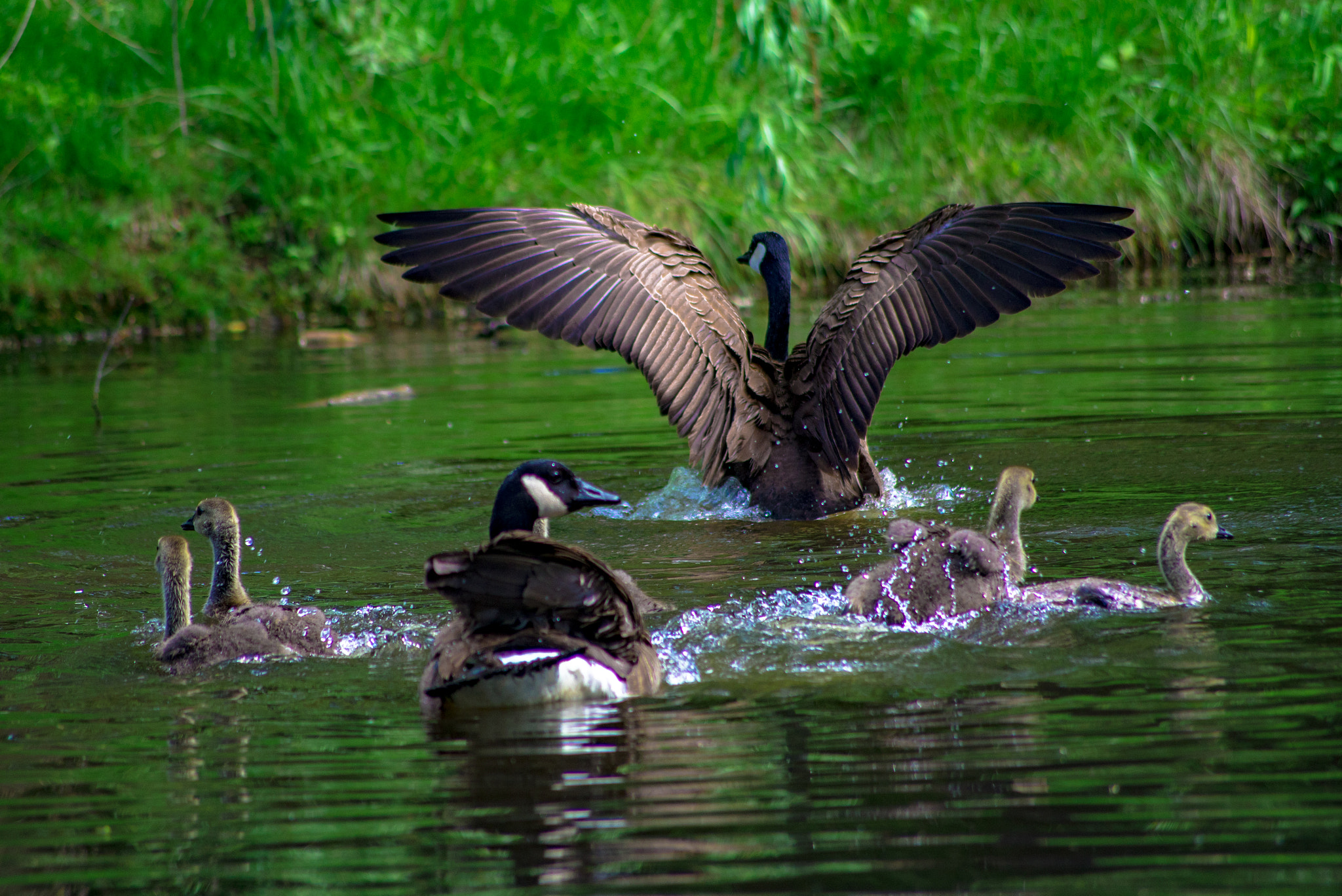 Sigma 70-300mm F4-5.6 APO DG Macro sample photo. "look at me" photography