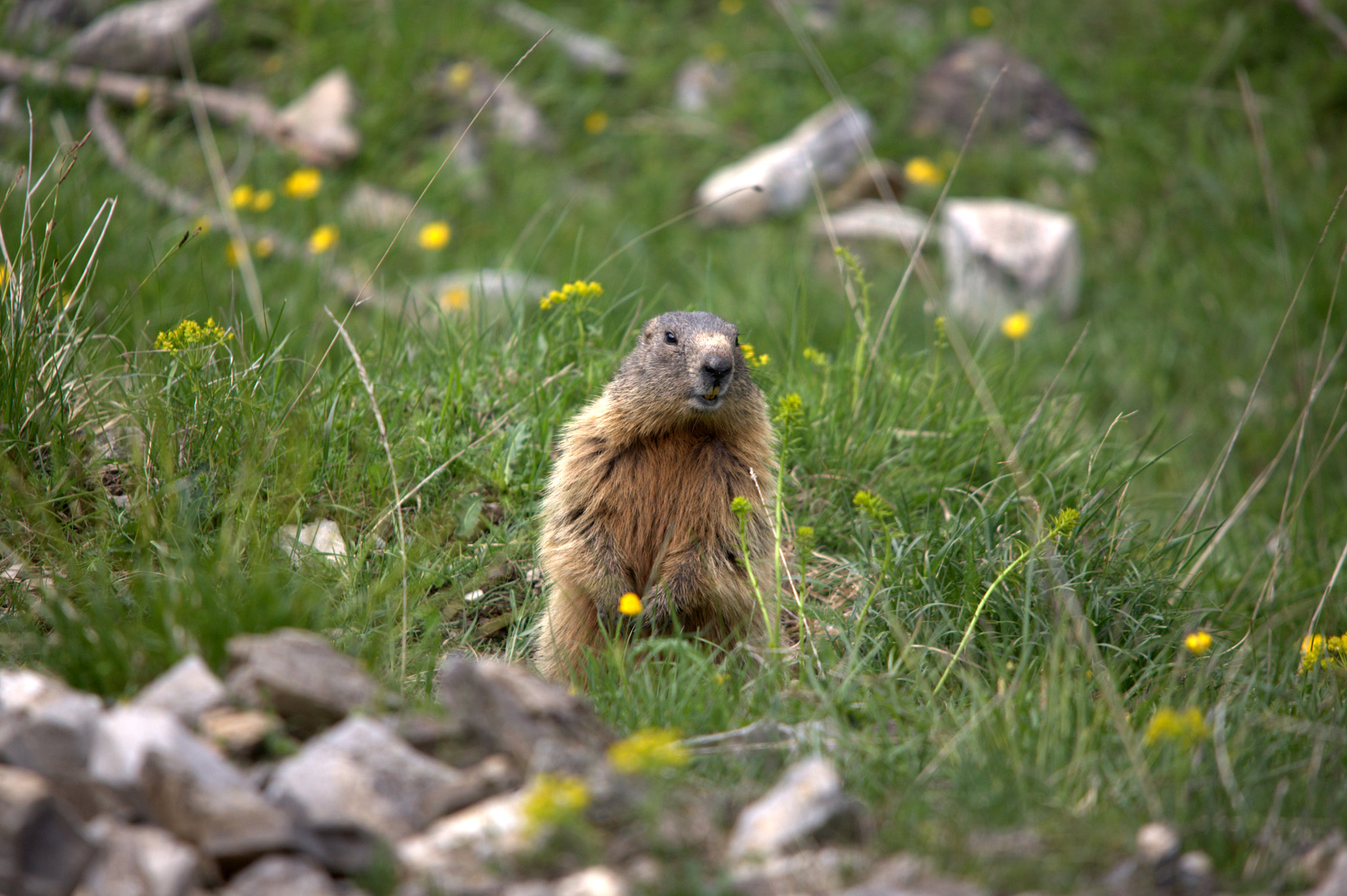 Sigma 150-500mm F5-6.3 DG OS HSM sample photo. Murmeltier photography